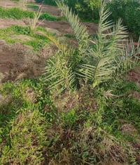 ٣ دونم • واجهة ٤٠م شط • طابو زراعي