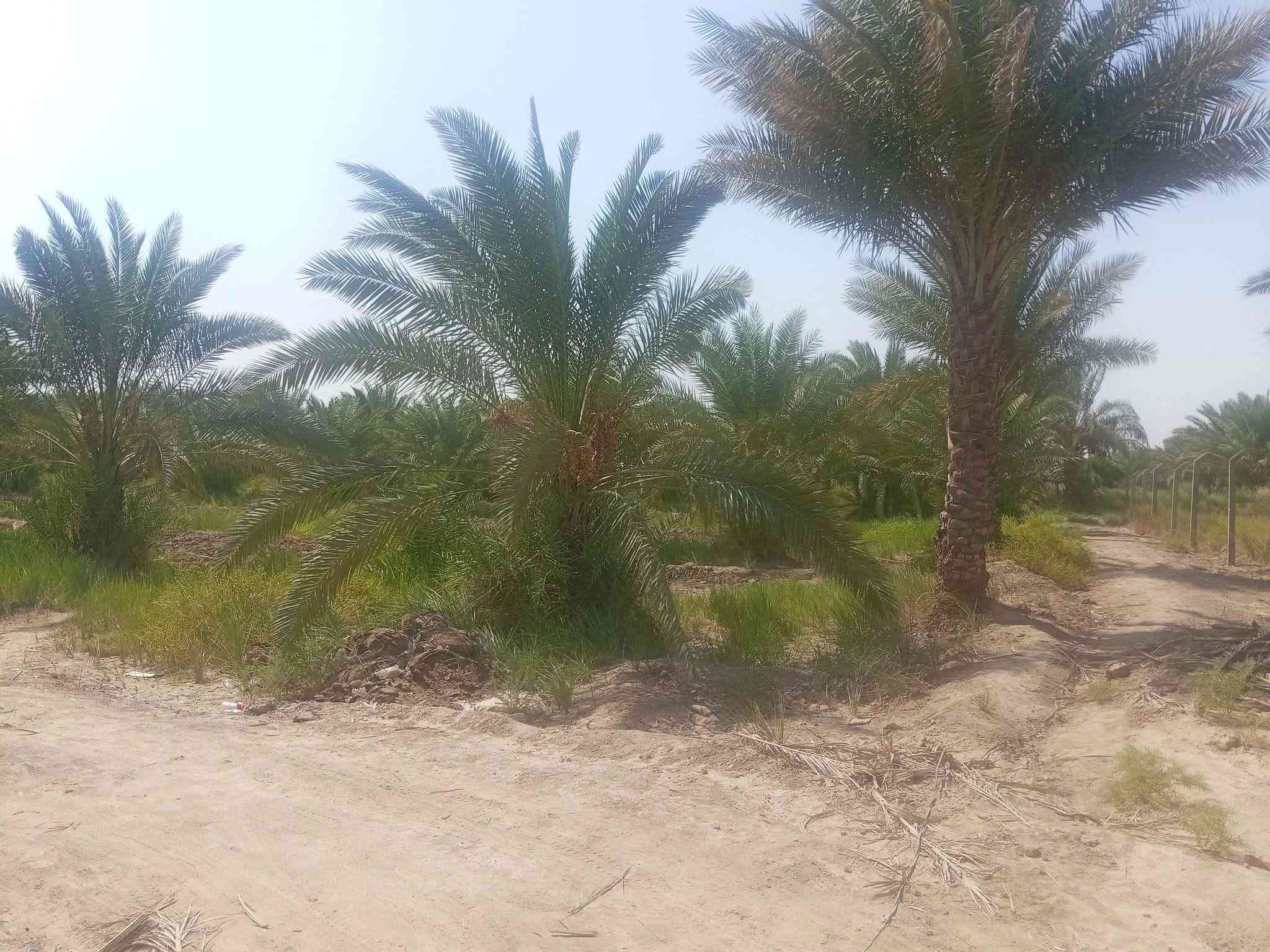 ١٢ دونم • ٢٠٠+ نخلة • طريق سيد محمد