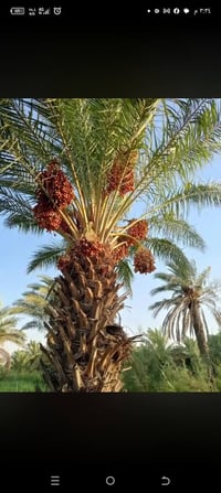 تنزيل التمر • نخيل ١٢م • خدمة منزلية