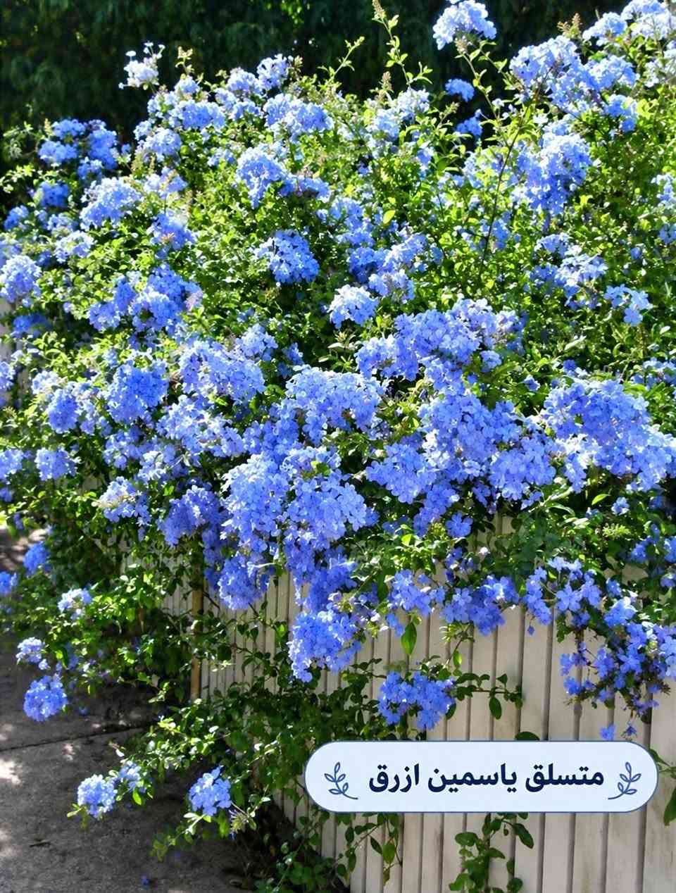 السلام عليكم متابعينا🤍.
🌿🌸 خلّوا الجمال يبدأ من حديقتكم 🌸🌿
إذا تحبون تضيفون لمسة مميزة لبيتكم أو حديقتكم، وفرنا لكم تشكيلة جميلة ومتنوعة من أشجار وشتلات الزينة 🌳🌱
أصناف مختلفة، ألوان جميلة، وأزهار تضيف للمكان حيوية وأناقة وتخليه أكثر جمالاً وتميزاً 💚
🌱 شتلات قوية وسليمة
🌸 تشكيلة متنوعة من أشجار الزينة
🌿 مناسبة للحدائق والبيوت والمساحات الخارجية
✨ اختيارات تناسب مختلف الأذواق
اختاروا النباتات اللي تحبوها، وخلّوا مساحتكم الخضراء أجمل يوم بعد يوم 💜
📍متوفر توصيل لجميع محافظات العراق🚗🚗
📍 للحجز والاستفسار مراسله الصفحه او مراسلتنا على واتساب من خلال الرقم: ***********

نص مكتوب في الصور:
- شجرة انتكوميا برتقالي محمر
- متسلق ياسمين هندي احمر
- شجرة بونسيانا حمراء
- شجرة اكاسيا حمراء
- متسلق ياسمين ازرق
- جاتروفا
- وردة القهوة
- بنفسجي
- نبات المطاط