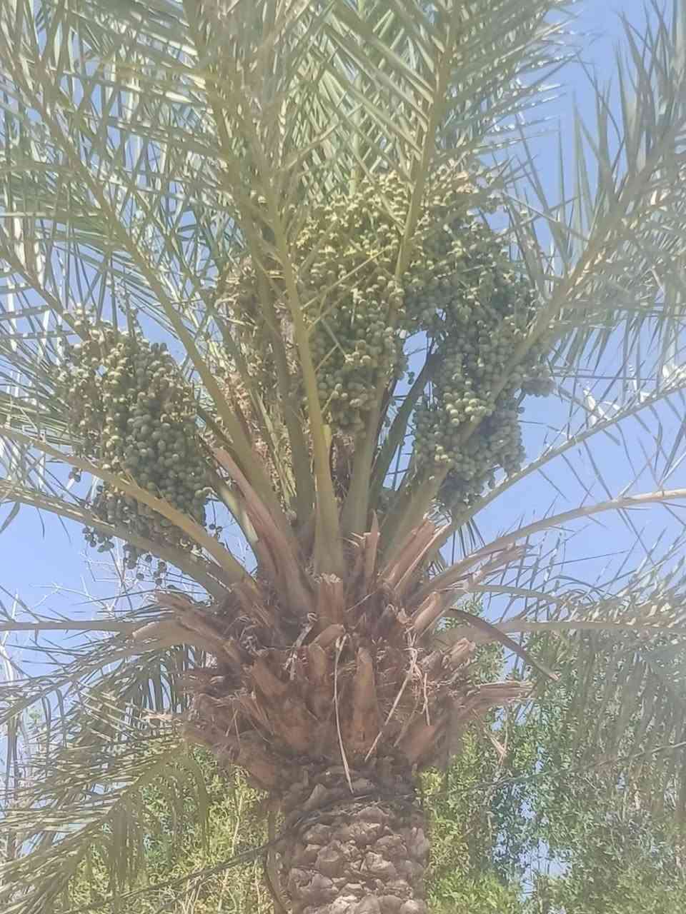 بيت للبيع  مساحته 700متر العنوان شارع كربلاء طريق ياعلي عمود 170 مشمول بالتطويب ومناسب *********** الاستفسار على رقم بي واتساب مكلف بالنشر اخوان اتصلوا ع رقم

نص مكتوب في الصور:
- الواجهيه مالت البيت
- هاذه البيت كامل وجاهز للسكن
- حديقه