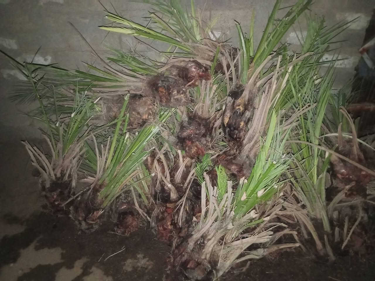 نخل شويثي • ٤٠