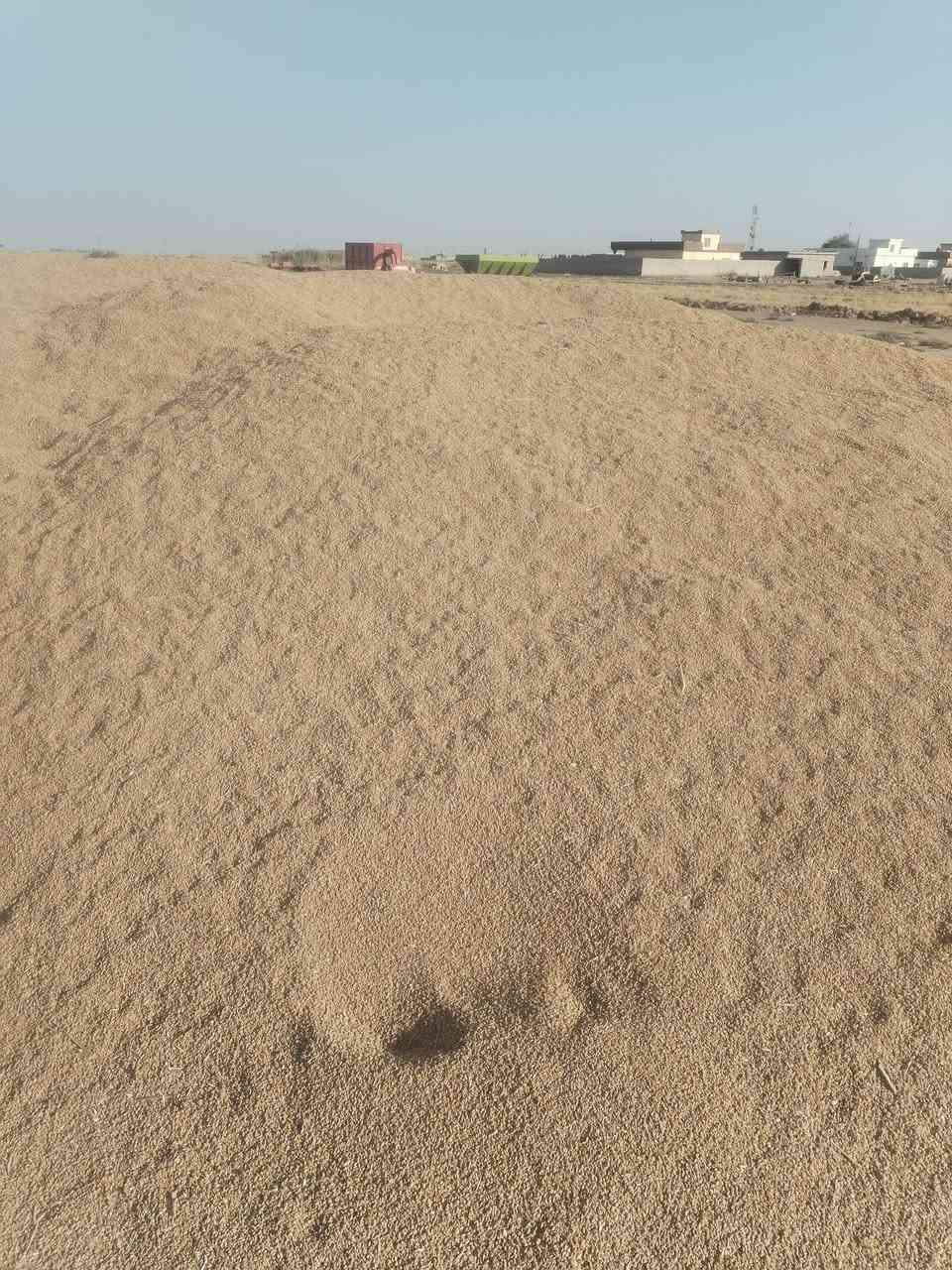 للبيع حنطة بورو / وحنطة بيزانزو عربية  المكان ديالئ العضيم للاستفسار الاتصال على الرقم التالي ***********
