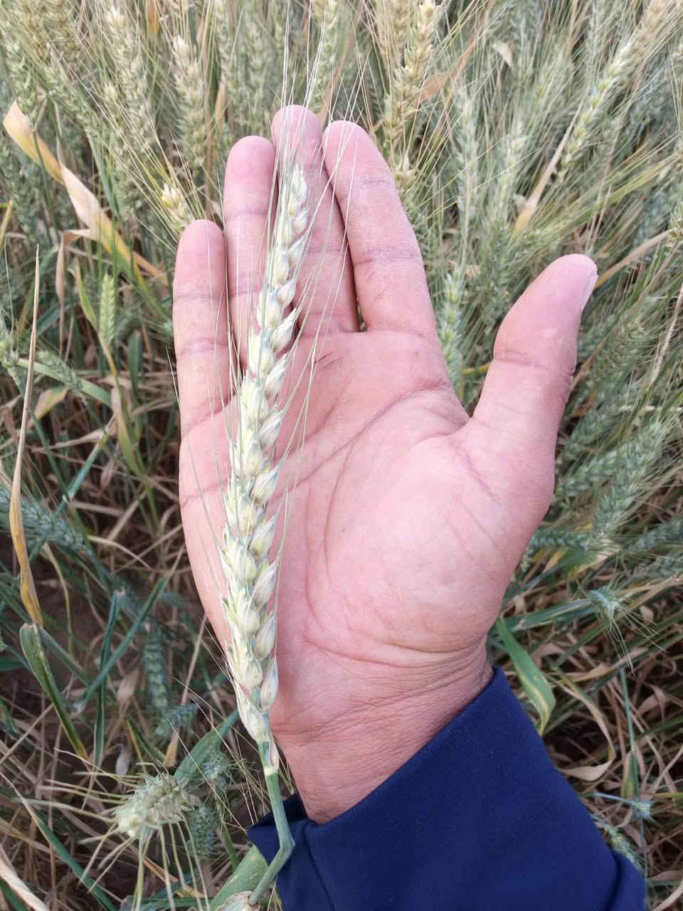 حنطة وفية • فرنسية أصلية • بنت المغلف