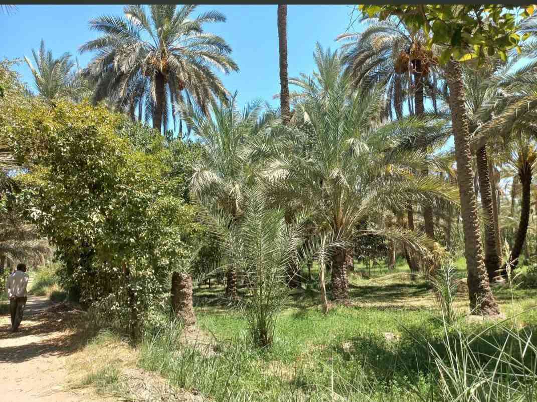 ليلة مباركة عليكم بنهارها / للبيع بستان( ٣ ثلاثه دونم) الواجه ٤٠م عامر بالنخيل والاشجار ويحتوي دار سكن حديث ممتاز طابقين ب ٣نوم سند٢٥ تحويل مباشر البعد من مركز كربلاء ٦ كم تتوفر جميع الخدمات شارع البارون بالقرب من الكنطره وتدخل على. طريق فرعي مبلط. تبعد من التبليط ٢٠٠م. بشارع عرضه ٨م . لأي استفسار حول السعر والمعلومات الاخرى واصلونا هاتفيا واتساب خاص دمتم طيبين ( *********** )
