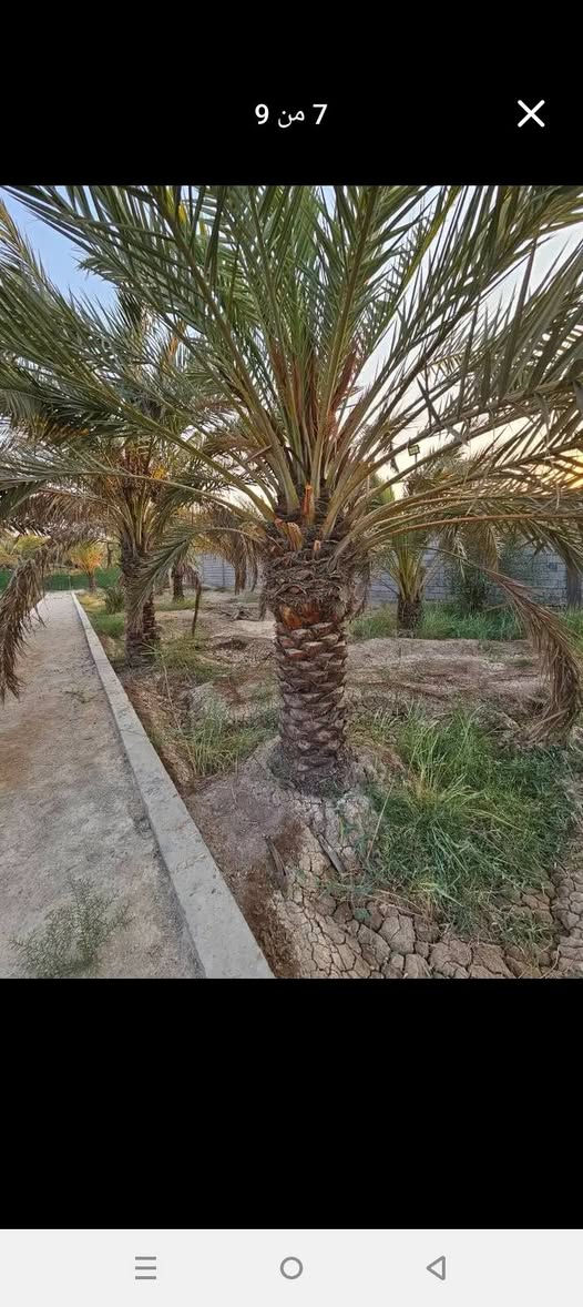 🌴 بستان للبيع في أبي الخصيب – محيلة 🌴
المساحة: 1070متر 

 الطابو: صرف، سهم وتحويل مباشر باسم المشتري

 يحتوي على عدد من النخيل والأشجار

 محكم بسياج من جميع الجهات

 يطل على نهر جاري مباشرة

 جميع الخدمات متوفرة

 العنوان: البصرة – أبي الخصيب – محيلة، قرب سوق محيلة ***********

نص مكتوب في الصور:
- 9 من 9
- 8 من 9
- 7 من 9
- 6 من 9
- 11:20 ص حفظ مشاركة View post إرسال عرض