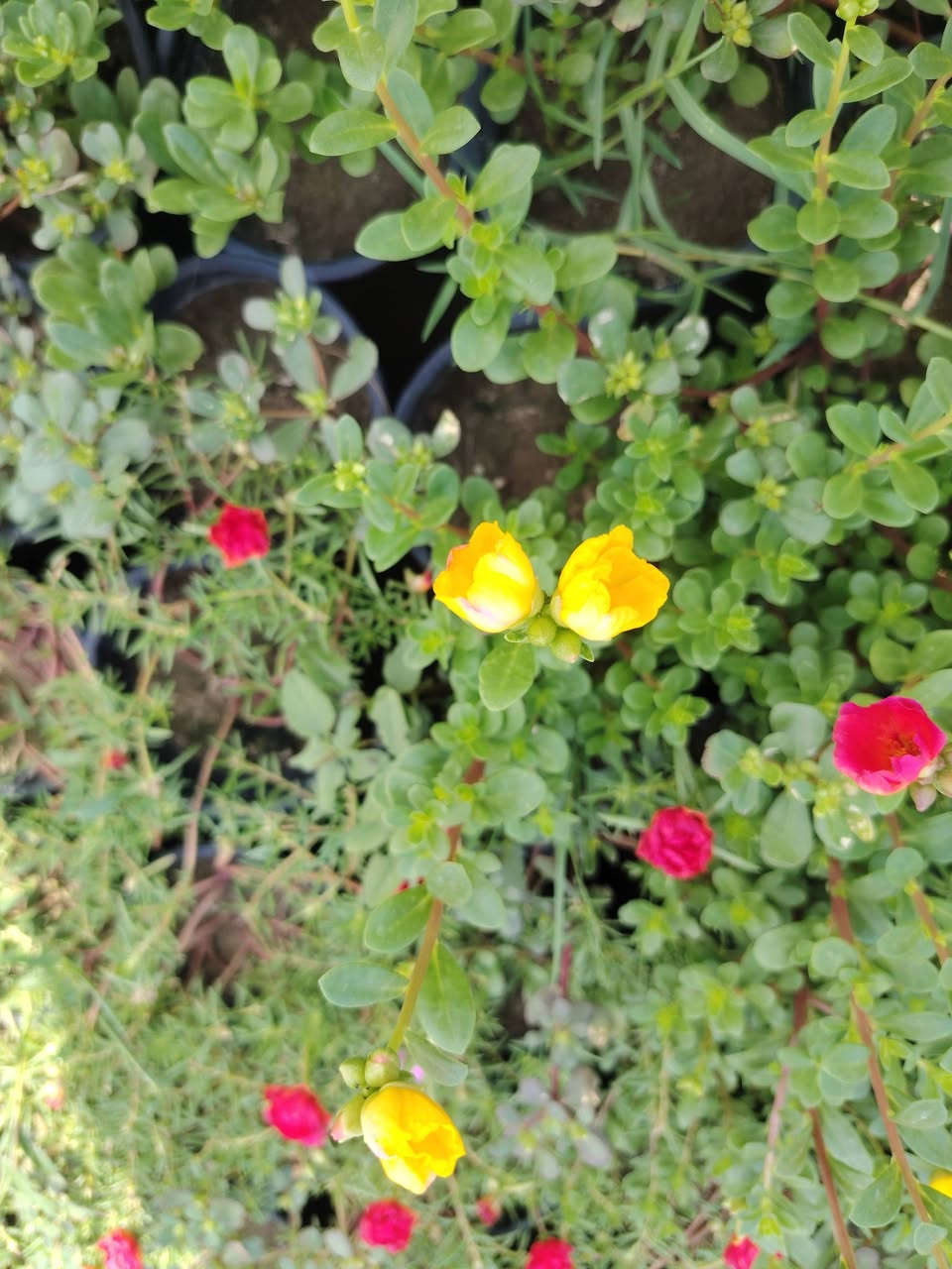 🌹🌹مشتل الأخوين 🌹🌹
السلام عليكم ورحمة الله وبركاته
تم وصول وجبه جديده من النباتات 💖💖
جوري  عطري🌷🌷
ياس عراقي🌱
بتونيه شجريه وقزميه مختلف لالوان 🌿 
دفله ا🌹 
نارنج عراقي 💞🌺
تكي كندي 💕
تين الوزير أبيض 💝
دا ودي 🌱
ضليات 🌱
ياس إيطالي 🌿
وردي بربري ورد صباح
جاكرنده
كف مريم قزميه 🌿 
جهنمي قزمي 🌿
جهنمي قطمر🌿 
جهنمي تركي متسلق💐 
ست حسن🌿 
ويوجد كافه انواع السنادين

ومختلف الأنواع من نباتات الزينه والنباتات المثمره❤
مشتل الاخوين(ابو وليد) قرب مدرس الأندلس 
الاستفسار متواجدين على الفيس بوك 
ابو وليد ***********

نص مكتوب في الصور:
- الدورنتا