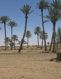 بابو غريب سميلات • ١ دونم • طابو زراعي