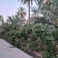 بستان • ٣ دونم • طابو ملك