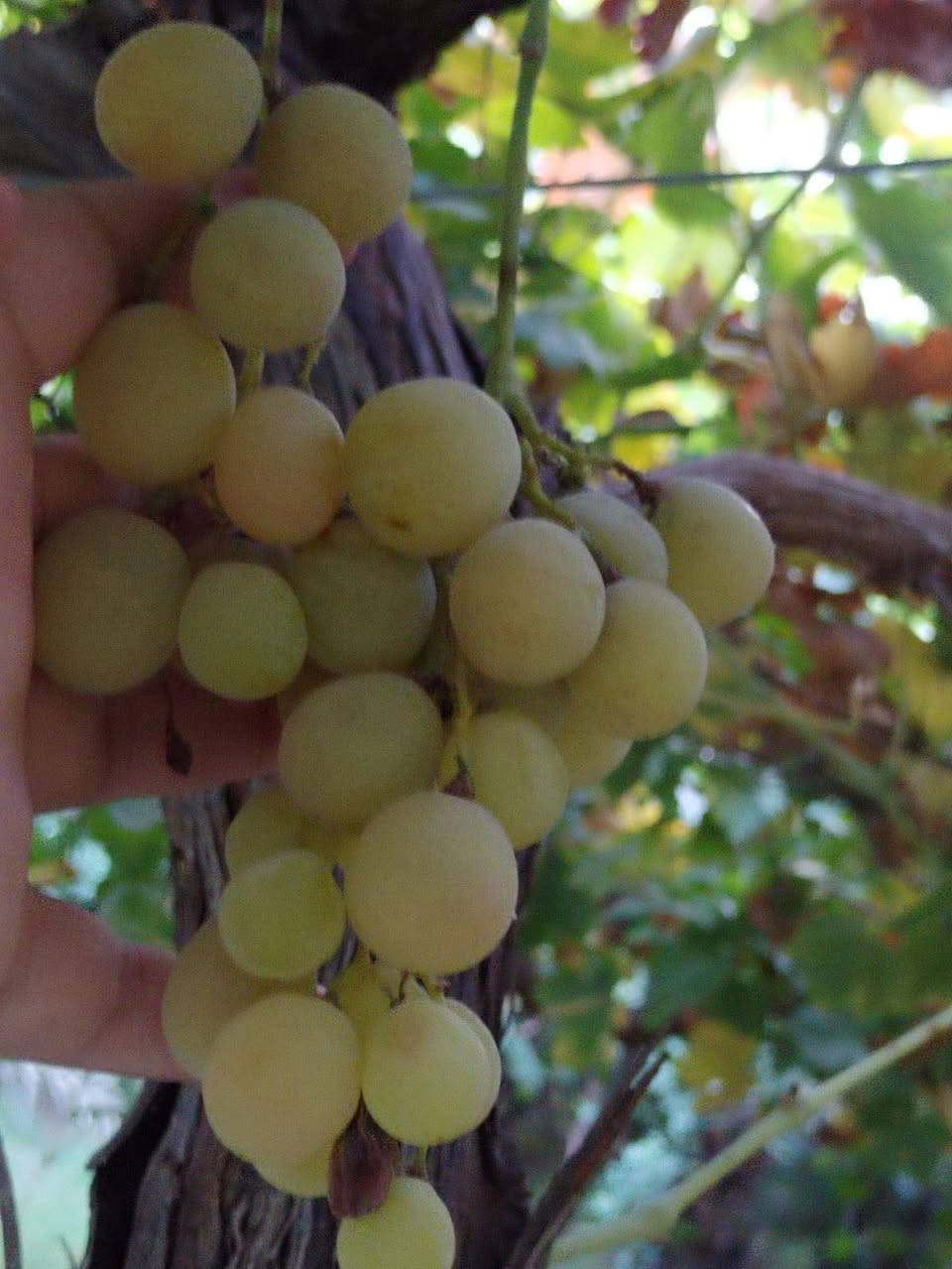 السلام عليكم للبيع بستان المساحه 5دونم طابو زراعي سند 25يحتوي عل بيت مساحه 300 م بناء حديث 
المنطقه الشيب الشرقي الموفقيه 
90نخله من مختلف أنواع التمور 
أشجار التين 35
العنب العدد 264
الحمضيات والبرتقال واليمون العدد 40
تكي عدد 5
تفاح عدد 100
بمبر عدد 10
نبك عدد 10
زيتون عدد 10
كوجه عدد 4
مشمس عدد 8
يحتوي البيت والبستان على 6كامرات حديثه صوره وصوت وأدوات زراعيه عدد 5
اتصل عل رقم ***********او***********
