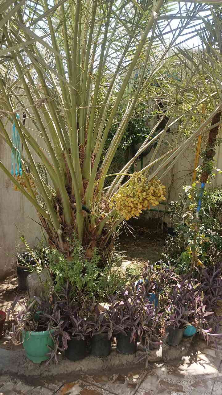 بيت للبيع 200متر
بناء حديث 
غرفتين وحولي وهول كبير ٨ مترات 
ادفوگ غرفه وبيتونه وسطحين حديقه 
شارع تبليط 
خلف المشاتل عل قناة حي السلام/ البساتين 
الاتصال ***********
