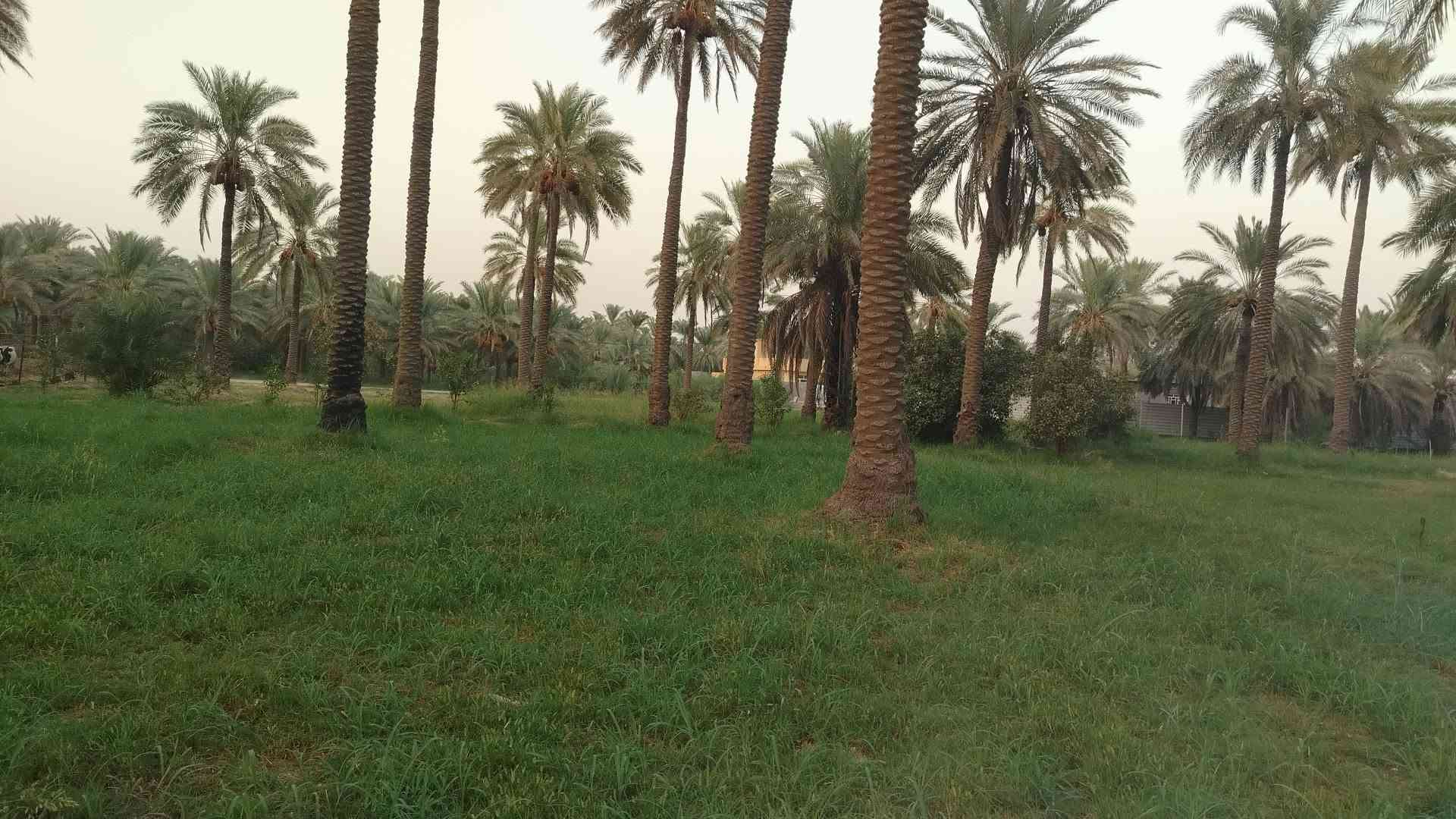 جوميسه غربيه • دونم وربع • نخل وحمضيات