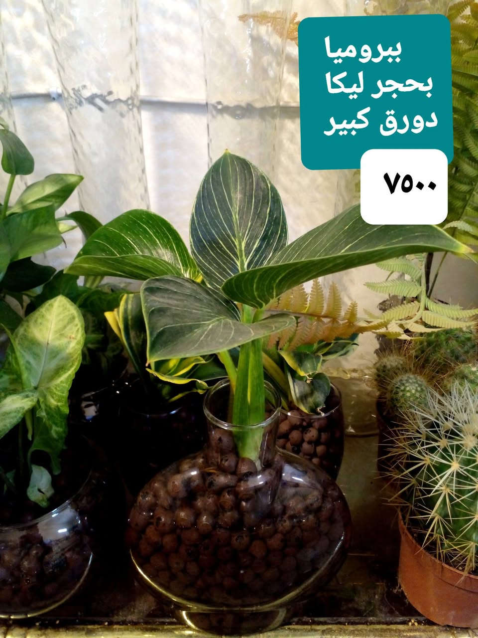 سلام عليكم ..
نباتات مزروعة بحجر ليكا داخل دوارق زجاجية ..
حجر ليكا تركي  درجة ممتازة ..
عصا موسى ديكور طابقين .

للحجز والإستفسار 
على المسنجر أو على الواتسآب 
***********.

وتتوفر ..
مستلزمات زراعية ...بتموس درجة ممتازة ...أسمدة Npk..يوريا .اب أردني ..مبيدات فطرية ..مجذرات..برلايت  ..احماض أمينية ..حصى ملون للزينة .
موقعنا ..
بغداد ..حي العدل ..شارع الأسواق المركزية ..مقتبل مدرسة الأرض السعيدة ..داخل قيصرية عباس أبو الحصة الغذائية ..
تتوفر خدمة توصيل .
