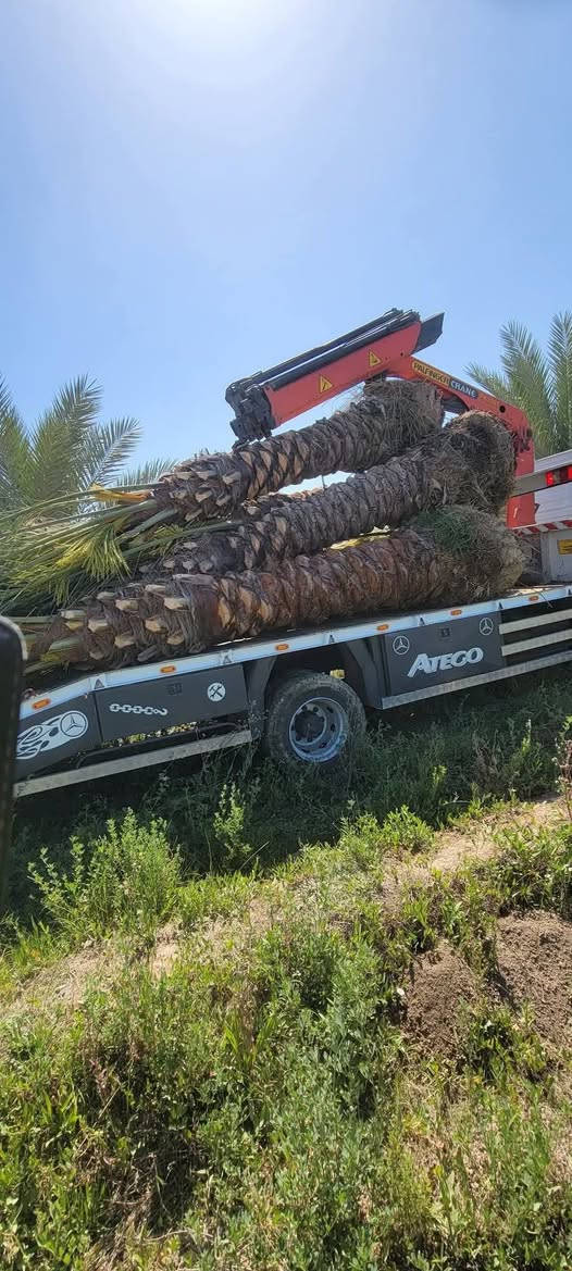 ((***********))
موسم خير وبركة عليكم وعلى امة محمد ( ص ) 
تتوفر لدينا الفسائل بكافة انواعها وصنوفها 
✅ برحــــي✅ خستـــاوي ✅ بريــــــم ✅ عمــران 
✅ تبــــرزل✅ مكــــــتوم  ✅ جمــالـي✅ اشرصي
✅ بربــــــن✅ حــمـراوي  ✅ شـــــكر  ✅شوثي اصفر

كل انواع الفسائل  امانة الله ورسولة خاص بالمزارع مالتنه 
متوفرة كافة الاحجام وحسب الطلب والنوع امهــات ذكـــــــور  
كذلك يوجد لدينا توصيل لكافة محافظات العراق مع ضمان 
الزراعة والادامة والتلقيح والاستشارة 
ضمان الثمرة وتلقيحها 100% وتوجد ادامة كاملة للفسيلة لمدة سنوات 
✅  مستعدين للتجهيز دوائر الدولة كافة 
✅ المشاتل وكافة المزارع الخاصة والعامة 
✅ البيع بالجملة والمفرد مع ضمان النقل والزراعة
للحجز والطلب والاستفسار مراسلة الصفحة او الاتصال على
