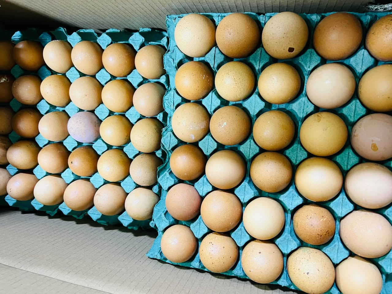 بيض الصحاري • انتاج اليوم • وزن ٢٥