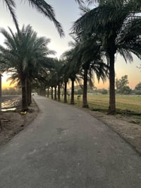 للبيع 12 دونم طابو زراعي سند 25 مفوض بالطابو يعني ثاني يوم فتح بيان ال...
