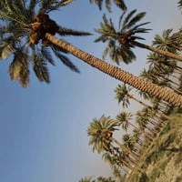 نخلة • ضمان • قفل الضمان