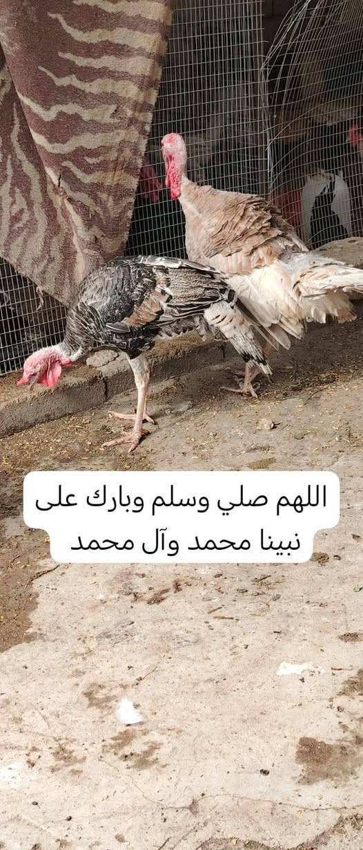 اسود احمر • ملقحات • بصرة بني منصور