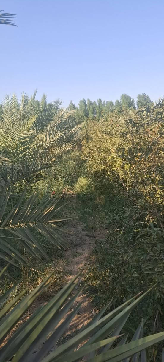 سلام عليكم  دونم عقد ١١٧ واجها ٣٠ متر نزال ٨٠ مع دارين الدار تحتوي ع ستقبال +غرفه مطبخ صحيات داخليه  وخارجيه مع صاله الدارين نفس التصميم بيهم ترك قطع ١٠ متر مع محصار حلال مع 50 نخله حملات /التواصل ***********
