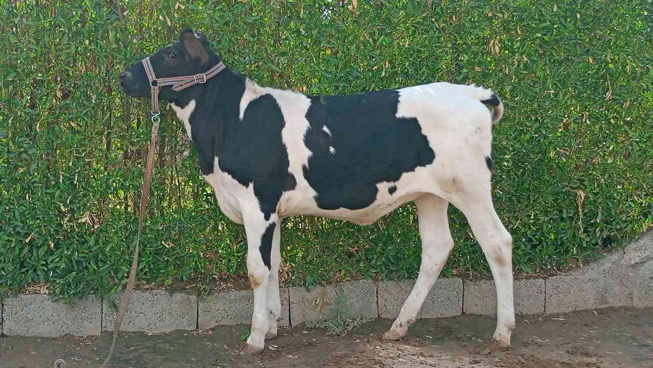 بقرة هولشتاين • جنس حر • ناحية الزاب