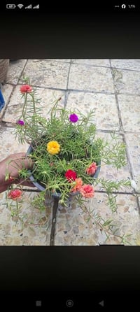 سندانه • حجم ٢٢ • توصيل