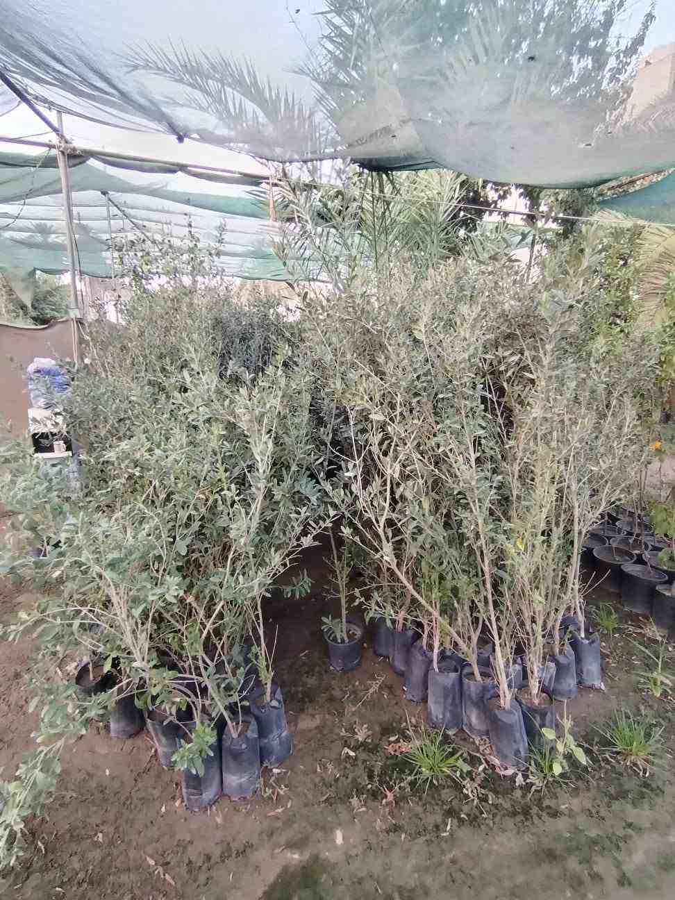 🌿🌿 مجموعة مشاتل السید 🌿🌿
🌱 نباتات • تصميم • تنفيذ • تنسيق • صيانة الحدائق 🌱
السلام عليكم ورحمة الله وبركاته 🌹
📢 يسرّنا في مجموعة مشاتل السید أن نقدم لكم خدماتنا المتكاملة في مجال النباتات والحدائق، حيث نوفر لكم مختلف أنواع النباتات بأسعار مناسبة، إلى جانب خدمات تصميم وتأسيس وتنفيذ وتنسيق وصيانة الحدائق المنزلية والعامة، بإدارة وإشراف السيد غيث الموسوي وبكادر متخصص في الزراعة وتنسيق المساحات الخضراء والعناية بالنباتات.
🌱 نحن لا نقتصر على تصميم الحدائق وتنفيذها، بل نوفر لكم النباتات والمستلزمات الزراعية ونقدم لكم الحل المتكامل من المشاتل إلى الحديقة.

━ 🌿 تتوفر لدينا حاليًا مجموعة متنوعة من النباتات 🌿 ━
🌳 حارس تكساس خشن🌳 حارس تكساس وسط🌹 ورد القهوة🌿 أكاسيا مصرية🌺 جهنمي ألوان قطمر🌹 ورد جوري🌸 ياسمين أحمر بدون عود🌸 ياسمين أحمر خشن🌹 ورد جمال قطمر🌺 خطم الساحل🌿 شمشار🌿 قرن الغزال🌿 يوكا
❤️ دم العاشق🌿 كاريزيا🌿 ياس عراقي كيس🌳 فكس🌿 باباية🌿 ددونيا🌿 ياس سندانة🌿 فرچة البطل🌳 فكس باندا
🌸 ست الحسن🌳 بمبر خشن🌳 بمبر وسط🌸 بتونيا🌵 شوكة المسيح🌹 ورد القداح🌹 نسرين أبيض + وردي🌿 كف مريم عراقي🌿 كف مريم كويتي🌳 تين تركي🌳 تين عبيد
🌳 سدر للصدر وأعلى🍎 رمان يمني حلو عسل🌳 ألبزيا بأحجام مختلفة🌿 شبوي🌿 دفلة🌳 أنتيكوما حسب الحجم🌼 داوودي و کافة انواع الحمضیات والزینة  والدیکورات و الثيل بأنواعه ......✨ وأنواع أخرى من النباتات متوفرة حسب الموسم والطلب.

━━━ 🌳 خدمات مجموعة مشاتل السید 🌳━━━━━
🌱 بيع وتجهيز النباتات:
توفير مختلف أنواع النباتات الداخلية والخارجية، ونباتات الزينة والأشجار، ومنها النباتات العراقية المقاومة لمختلف الظروف المناخية، وبأسعار مناسبة ومدروسة.
🌿 تصميم وتنسيق الحدائق:
تصميم الحدائق المنزلية والعامة وتنسيق المساحات الخضراء بأساليب عصرية وفنية تتناسب مع مساحة المكان واحتياجات الزبون.
🌱 تأسيس وتنفيذ الحدائق:
تنفيذ الحدائق من البداية وحتى إتمامها، مع اختيار النباتات المناسبة وتوزيعها بطريقة مدروسة وجمالية.
✂️ صيانة وتنظيف الحدائق:
تنظيف وترتيب وصيانة الحدائق بصورة دورية، والعناية بالنباتات ومتابعة نموها والمحافظة على جمالية المساحات الخضراء.
💧 تأسيس منظومات الري الحديثة:
تأسيس منظومات سقي حديثة، بما فيها المرشات والنوزلات ومنظومات التنقيط، وفق أبعاد الحديقة وأنواع النباتات وتوزيعها.
🪴 متابعة ومعالجة النباتات:
متابعة نمو النباتات ومعالجة الآفات والمشكلات الزراعية للحفاظ على صحة النباتات وجمالية الحديقة.
🐜 الوقاية ومكافحة حشرة الأرضة:
تأسيس منظومات خاصة للوقاية من حشرة الأرضة، بالإضافة إلى مكافحة ومعالجة الإصابة بها.
🌳 قطع الأشجار الكبيرة:
قطع وتشريح وتقطيع ونقل الأشجار الكبيرة وفق أساليب آمنة ومنظمة.
🚜 النقل والتجهيز:
نقل الأشجار والنباتات والأتربة والمستلزمات الزراعية حسب الحاجة.

━ 🎁🔥 عروض خاصة من مجموعة مشاتل السید 🔥🎁 ━

💧🎁 منظومة سقي بالتنقيط مجانًا!
😍 لكل حديقة نقوم بتصميمها وتنفيذها، نقوم بتأسيس منظومة سقي بالتنقيط مجانًا، بتوزيعات ونسب دقيقة ومدروسة تتناسب مع أنواع النباتات ومساحة الحديقة.
💧 بما يساعد على: ✔️ تقليل جهد السقي
✔️ تقليل هدر المياه
✔️ توزيع المياه بصورة أفضل
✔️ المحافظة على استدامة النباتات ونموها
🔥🎁 خصم 10%
😍 لكل حديقة يتم تأسيسها وتنفيذها من قبل مجموعة مشاتل السید، يحصل الزبون على خصم بنسبة 10% من السعر الكلي.
🌱🎁 نباتات متنوعة وبأسعار مناسبة ومدروسة
نوفر لكم النباتات بأسعار تناسب مختلف الاحتياجات والمساحات، مع إمكانية تجهيزكم بالنباتات والمستلزمات الزراعية المطلوبة.

━━━━━ 🌿 لماذا مجموعة مشاتل السید ؟ 🌿 ━━━━━
⭐ تنوع كبير في النباتات⭐ أسعار مناسبة ومدروسة⭐ نباتات داخلية وخارجية⭐ نباتات مقاومة للظروف المناخية⭐ تصميم وتنسيق احترافي للحدائق⭐ تنفيذ وتأسيس الحدائق⭐ صيانة ومتابعة بعد التنفيذ⭐ حلول ري حديثة ومدروسة⭐ مكافحة ووقاية من الأرضة والآفات⭐ تجهيز ونقل النباتات والمستلزمات
🌿 من النبتة إلى الحديقة… نوفر لكم كل ما تحتاجه مساحتكم الخضراء في مكان واحد. 🌿
📢 تنويه مهم:
نظرًا لكثرة التعليقات والرسائل الواردة إلينا، قد يتعذر علينا أحيانًا الرد على جميع التعليقات أو الرسائل بصورة فورية. لذلك نعتذر منكم مقدمًا عن أي تأخير في الرد. 🙏🌹
📞 للحجز والاستفسار والتواصل حصراً:
***********
📱 للتواصل المباشر عبر واتساب:
👉  https://wa.me/9647713397964
🌿📲 اضغط على الرابط وسيتم تحويلك مباشرة إلى محادثة واتساب مع الرقم أعلاه.
📌 صفحتنا الزراعية على فيسبوك:
https://www.facebook.com/kararr6677?sfnsn=wa
🌱💚 ادارة مجموعة مشاتل السید
نزرع الجمال… ونصنع مساحات تنبض بالحياة. 🌿

نص مكتوب في الصور:
- مجموعة مشاتل السيد نباتات . تصميم . تنفيذ . تنسيق . صيانة الحدائق من النبتة إلى الديقة... نصنع الجمال عروض خاصة من مجموعة مشاتل السيد منظومة سقي بالتنقيط مجاناً خصم 10% على جميع الحدائق تتوفر لدينا مجموعة متنوعة من النباتات أکاسیا مصرية جهنمي ياسمين أحمر ورد جوري دقلة يوكا أشجار مثمرة نخيل وزينة أنواع أخرى أنتيکوما داوودي شوكة المسيح نباتات متنوعة وبأسعار مناسبة ومدروسة وكل أنواع الحمضيات والزهور والنباتات الداخلية والخارجية... خدماتنا صيانة الحدائق تنفيذ الحدائق تصميم وتنسيق الحدائق تأسيس منظومات الري بيع وتجهيز النباتات للحجز والاستفسار حصراً عبر الواتساب *********** صفحتنا الزراعية علي فيسبوك /kararr6677 نظراً لكثرة التعليقات والرسائل الواردة إلينا، قد يتعذر علينا أحياناً الرد على جميع التعليقات أو الرسائل بصورة فورية. نعتذر منكم مقدماً عن أي تأخير في الرد. إدارة مجموعة مشاتل السيد نزرع الجمال ... ونصنع مساحات تنبض بالحياة
- يتوفر لدى مجموعة مشاتل السيد مشاتل السيد زراعة نباتات الزينة والأشجار الطبيعية تصميم وتنسيق الحدائق تنظيف وصيانة الحدائق أنظمة الري الحديثة متابعة النمو ومعالجة النباتات منظومات الوقاية من حشرات الأرضة مكافحة حשרה الأرضة قطع الأشجار الكبيرة وتشذيبها ونقلها نقل الأشجار والنباتات والمستلزمات منظومة الري بالتنقيط مجاناً بأسلوب دقيق ومناسب لجميع أنواع النباتات تحو بيئة خضراء ومظهر يبعث على الراحة والجمال خصم خاص 10% على كل حديقة *********** أو مراسلتنا عبر الواتساب
