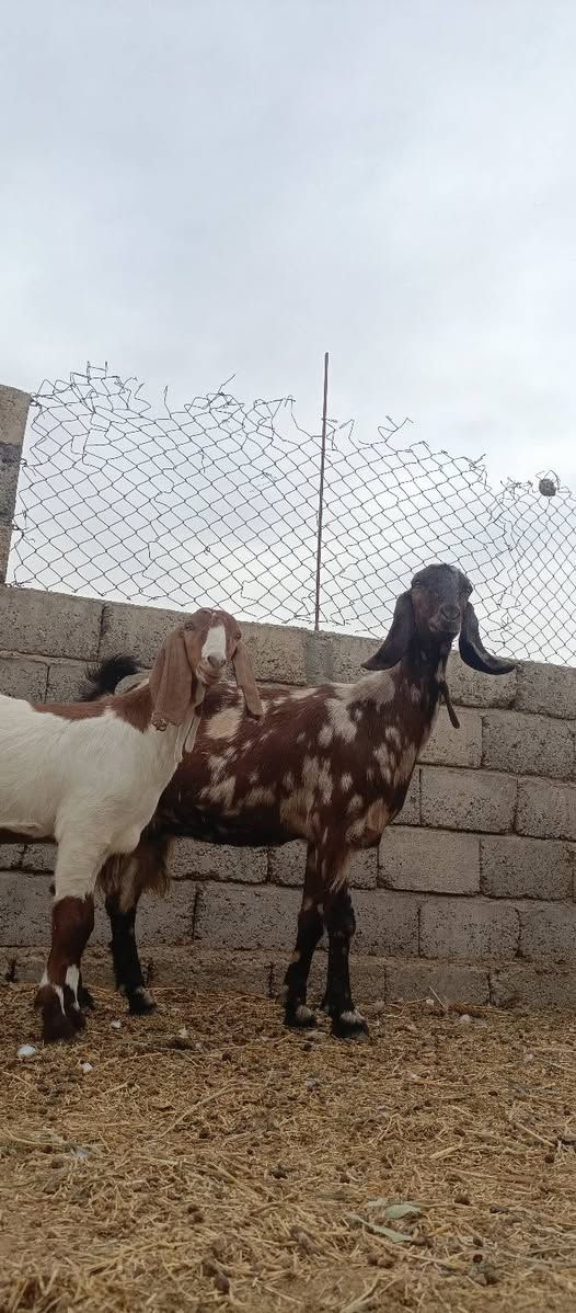 عنز رقوث • ٤ سنين • مكفولة