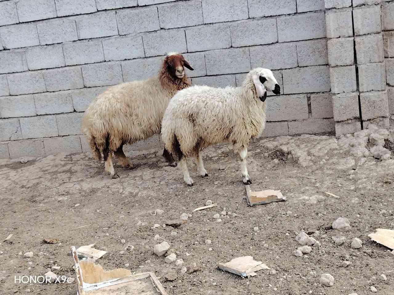 نعجه • ودجه • زوج
