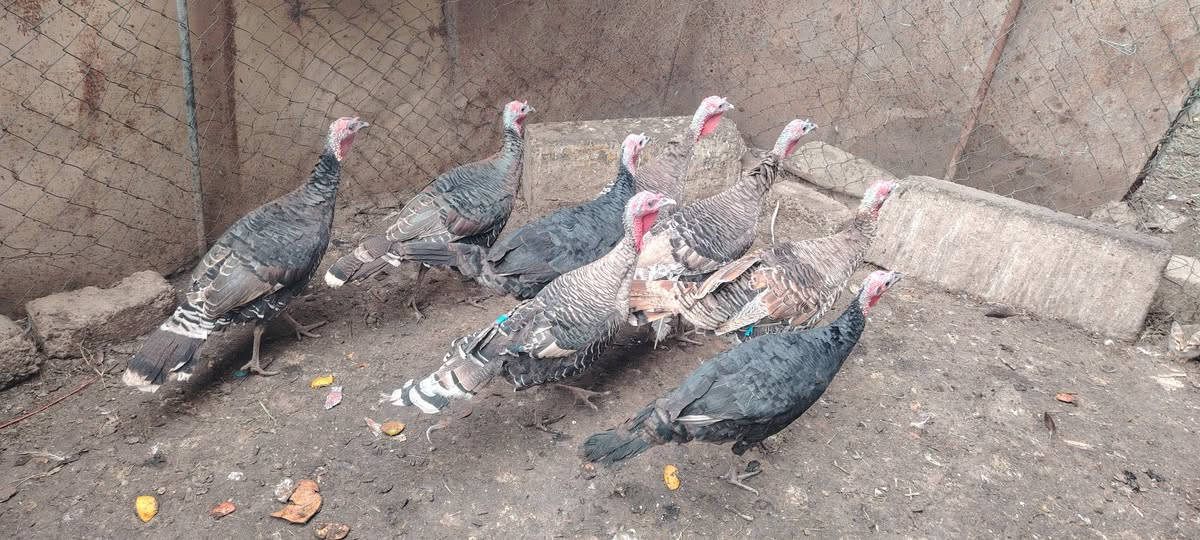 فراريج • غاز • الشرقاط