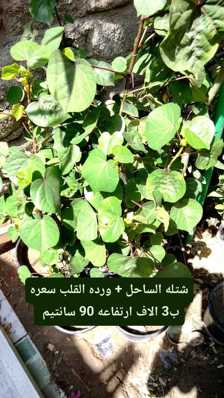 متوفر عدنه زرع كاتب على الصوره كلمن والسعر والنوعية الموجوده 
نزلت لكم سعر تفليش الي يريد يراسلني خاص. رقم الهاتف/*********** .الي عنده حديقه نشتغله شغل كامل + ضمان على زرع فقط يم ابو جروح

نص مكتوب في الصور:
- شتلة لالة عباس ب1 دينار فقط ورده بليل يطلع .
- شتلة ددونيا سعره 1 ونص
- شتله الساحل + ورده القلب سعره ب3 الاف ارتفاعه 90 سانتيم
- شتلة كاريزيا سعره ب 3 الاف
- شتله ورد القهوه سعره ب 3 الاف ارتفاعه 80 سانتيم
- ياس عراقي السعر ب 2 ارتفاع 40 سانتيم
- اكاسيا صفرة مصريه حايله السعر ب 3 الاف ارتفاعه متر و 20
- بمبر السعر ب 3 الاف ارتفاعه 45 سانتيم