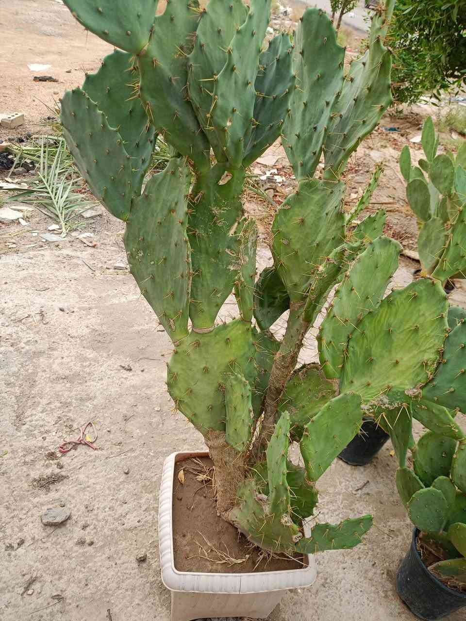 صباريات • سندان ٢٧سم • توصيل التاجيات