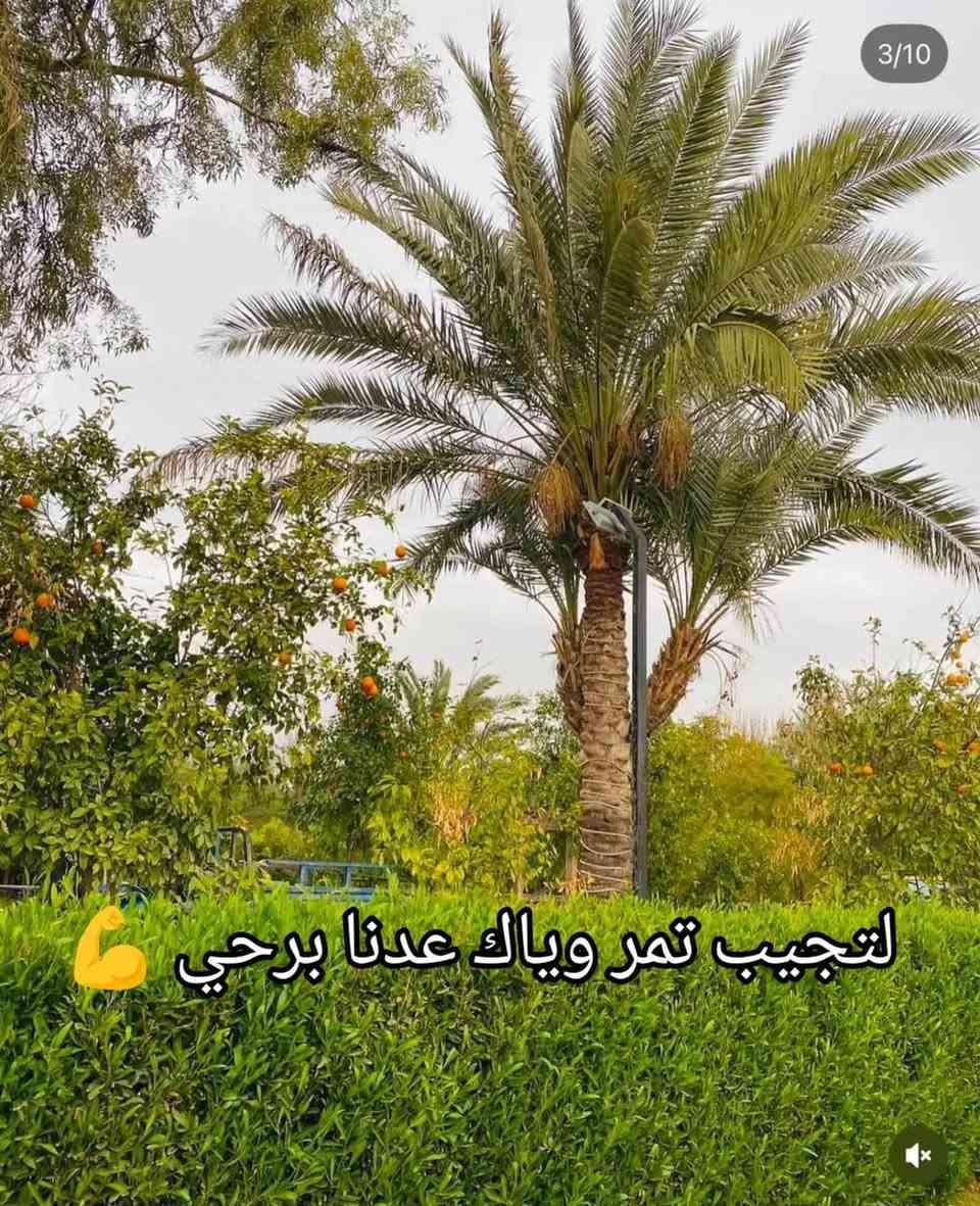 مزرعة • شاطئية الزعفرانية • مسبح