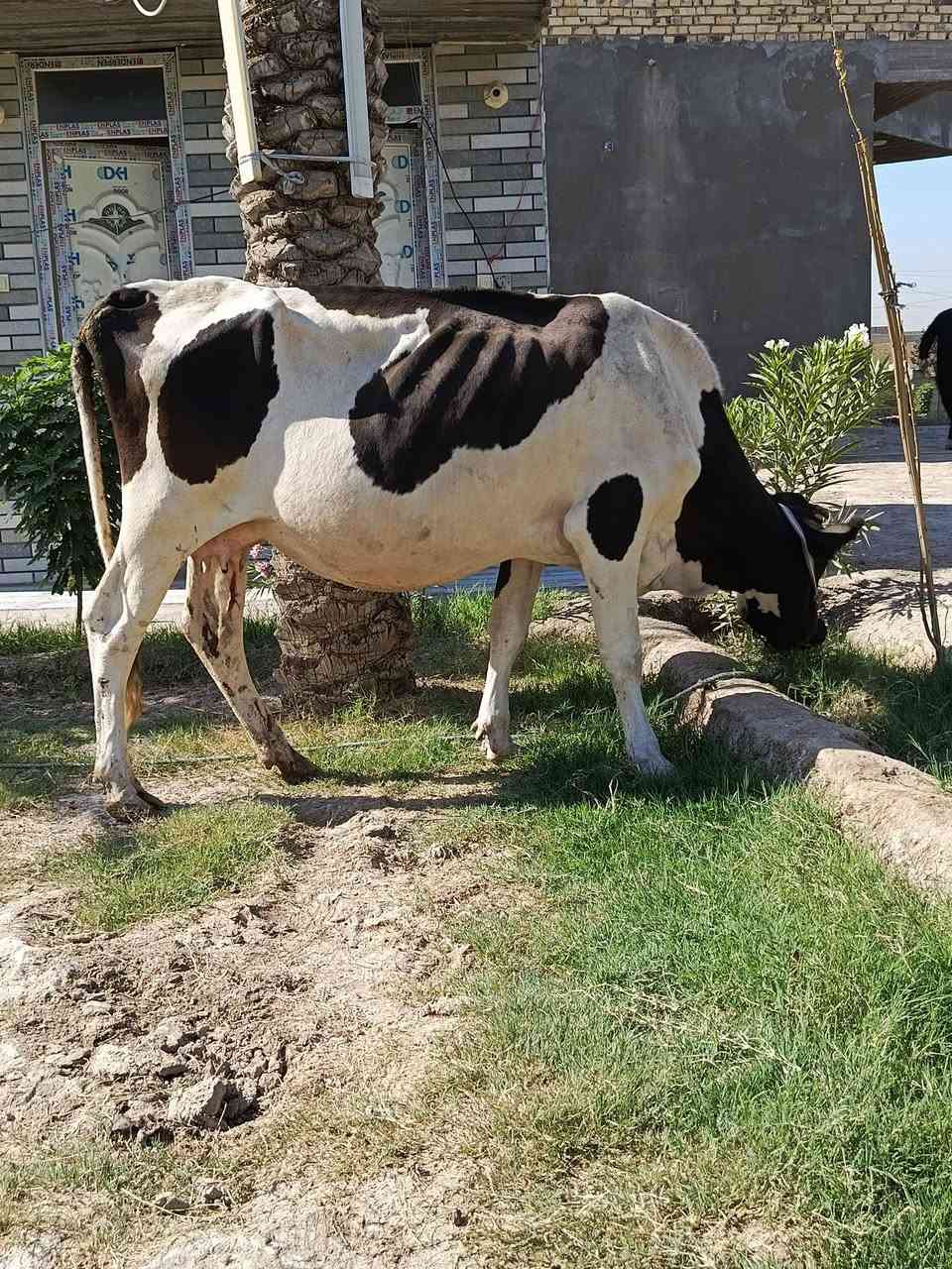 سلام عليكم دابه ثالث بطن وراها بجر فريزيه درجه اوله وشرط الصحاء دابه مال جني حلوه وناصحه العنوان بابل القاسم السعر 2550وبيه مجال حك الجيه الرقم ‏‪***********‬‏ @إشارة
