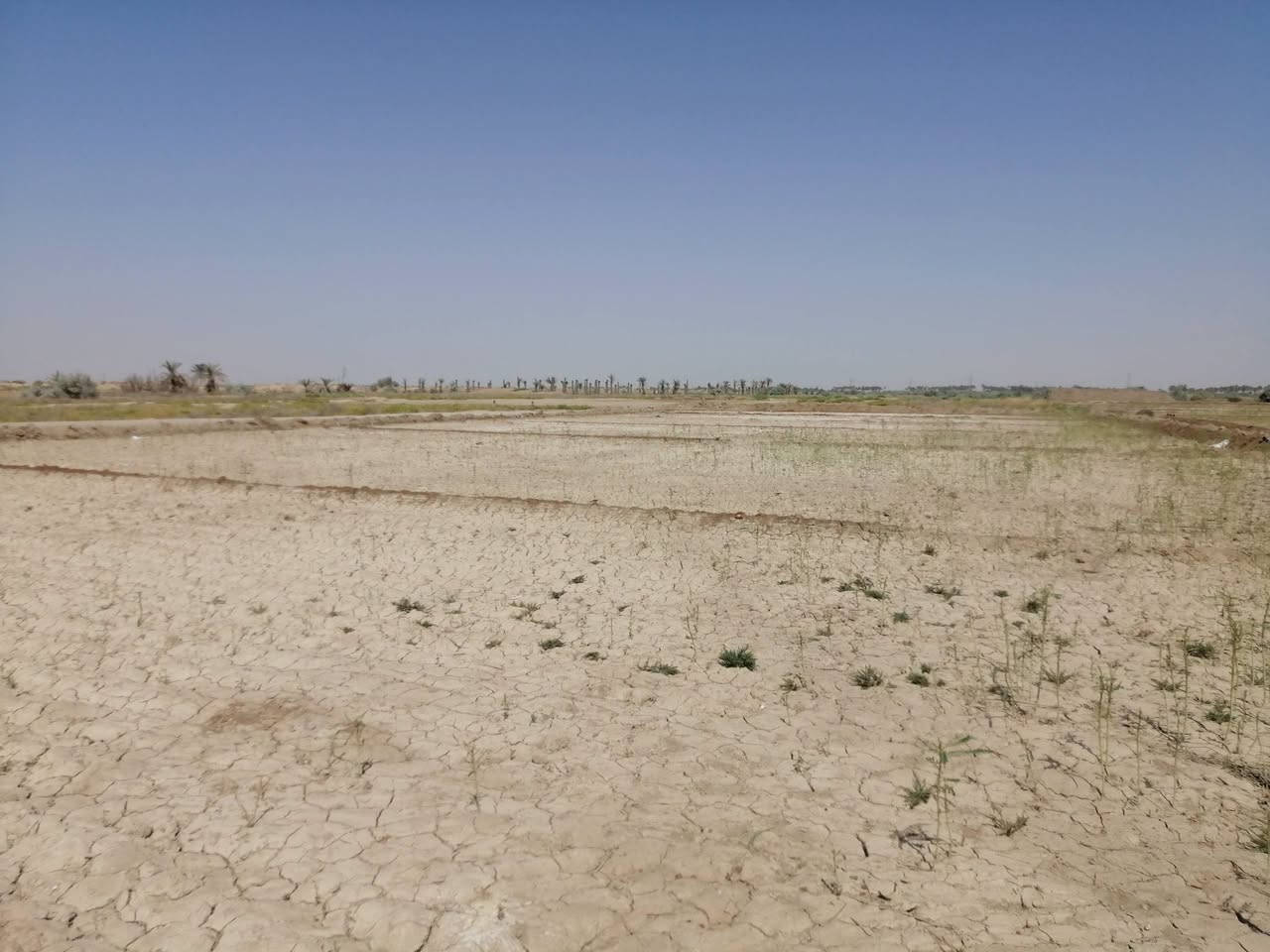 زنگورة الرمادي • ٢٥٠٠م • طابو زراعي