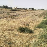 دونم • اليوسفيه • عقد 35