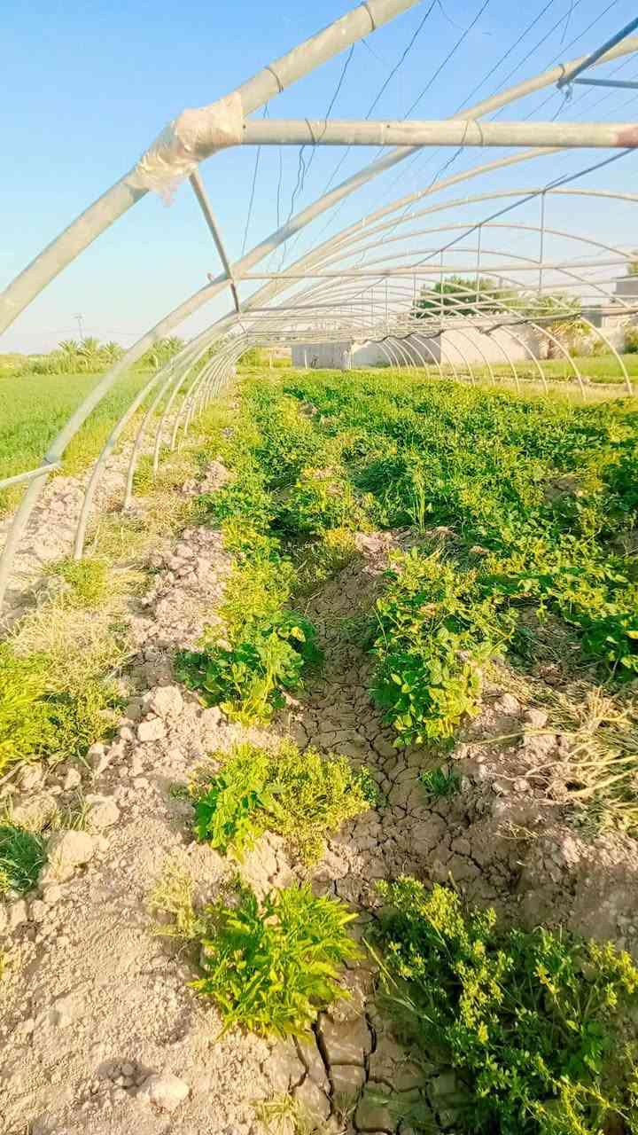 السلام عليكم  بيت لبناني للبيع 19قوس نظيف حديد مع بوب مع سيم بدون نايلون  كوت /شيخ سعد للاستفسار ***********السعر 1650
