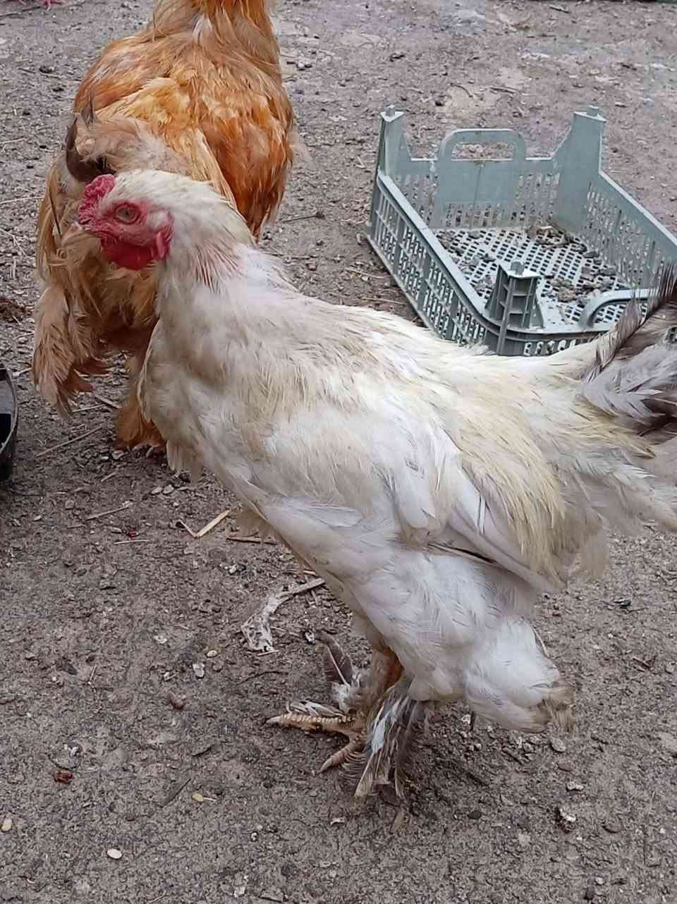براهما • ديچ • دكتورة