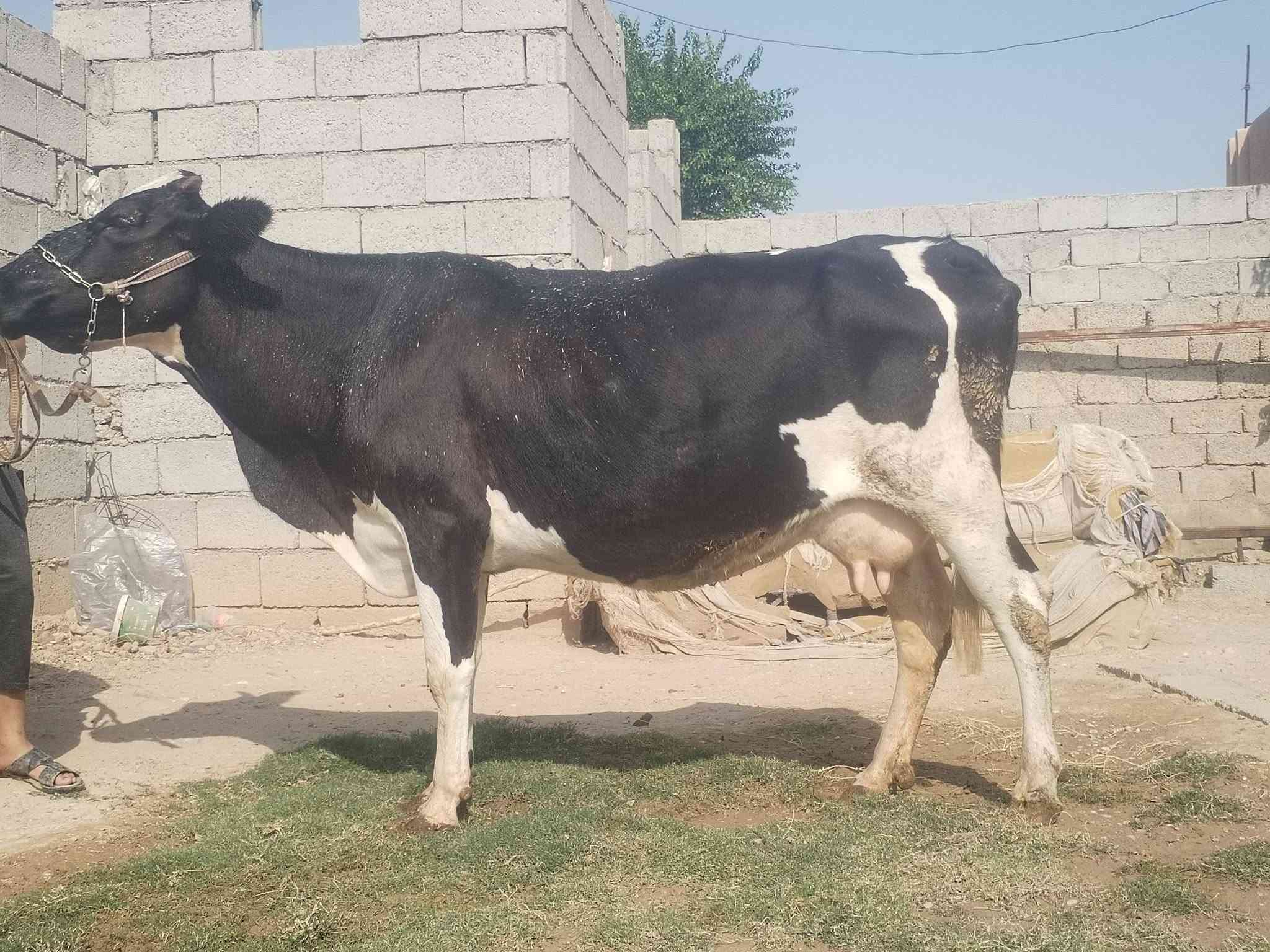 حليب • دسامه • ناحية الزاب