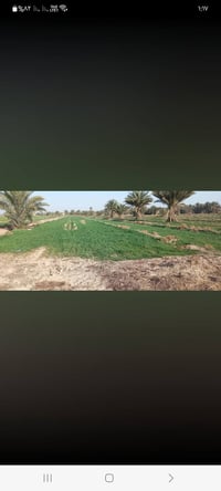 طابو زراعي • خلف الساده البعاج • ماء كهرباء
