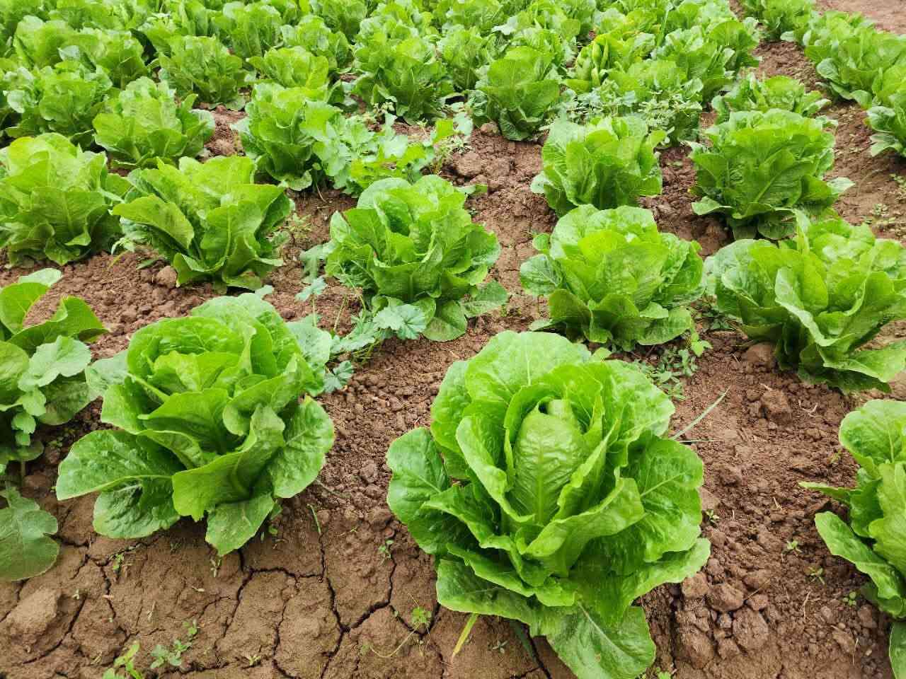 🥬🌱 خس باهر F1 | BAHER F1 🌱🥬
من Valley Vegetable Seeds الهولندية 🇳🇱
صنف مميز للمزارع الباحث عن الجودة، التجانس، والحجم التسويقي الممتاز.

🔹 العمر: 60–70 يوم
🔹 اللون: اخضر
🔹 الوزن: 1 – 1.25 كغم
🔹 الصنف: BAHER F1
🔹 بذور أصلية بجودة عالية 🌱

🥬 باهر F1… إنتاج متجانس، وزن ممتاز، وشكل يجذب السوق.

🚚 يتوفر لدينا توصيل إلى جميع محافظات العراق 🇮🇶

📞 للطلب والاستفسار:
***********
***********

📍 مكتب المهندس علاء الشجيري للتجهيزات الزراعية

#خس_باهر_F1 #BAHER_F1 #Valley #بذور_هولندية #بذور_خضر #خس #زراعة #مزارعين #التجهيزات_الزراعية
@الجميع

:

#مكتب_علاء_الشجيري #مكتب_المهندس_علاء_الشجيري #علاء_الشجيري #مكتب_علاء_الشجيري_للتجهيزات_الزراعية #الشجيري_للتجهيزات_الزراعة
#خس
