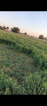 جت • درجه اولى • طاش غرب الحميره