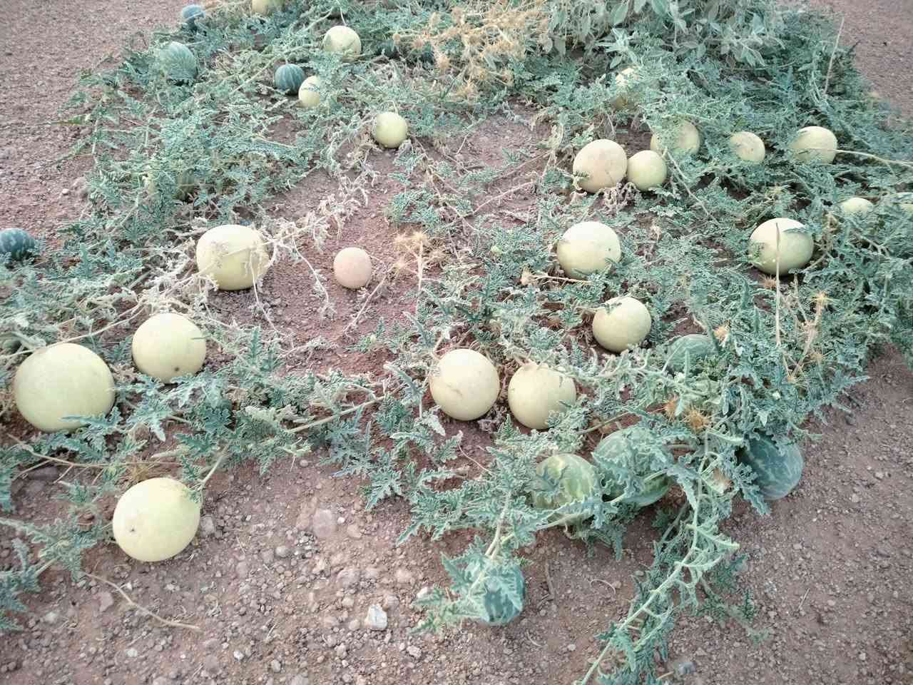 حنظل • للثواب