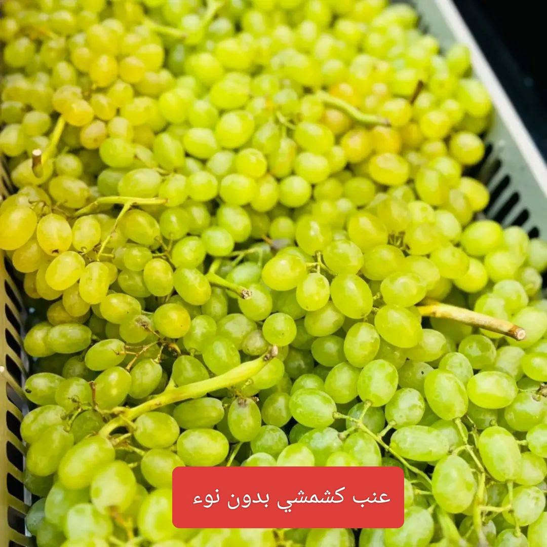 رطب برحي • شمام عسل • عنب كشمشي