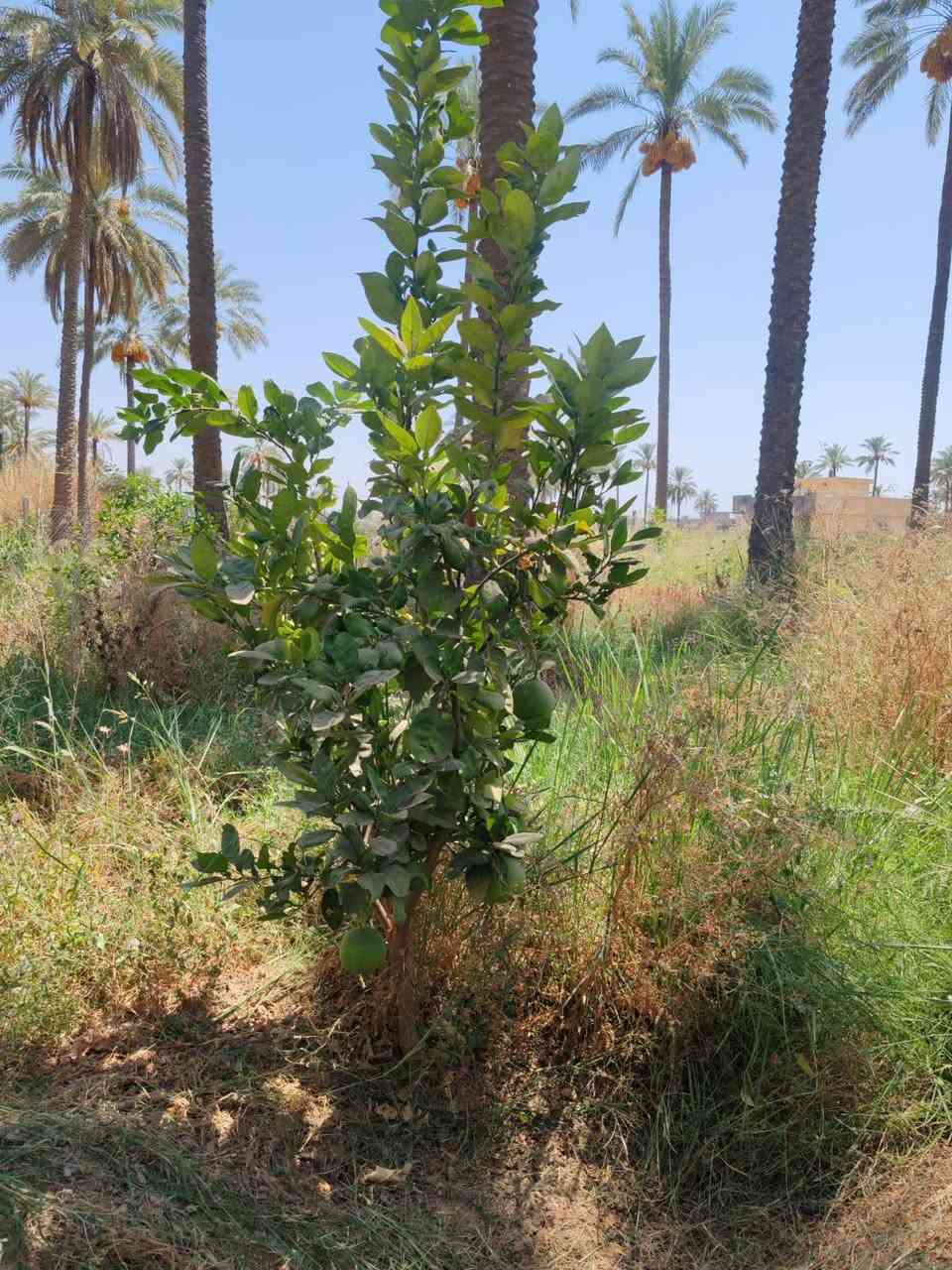 سلام عليكم
بستان للبيع مساحته 3000 متر يعني دونم وربع 

طابو سند 25 

المساحة ٣٠٠٠ متر
واجهه ٢٥ متر ونص
٤٠ نخله زهدي
مع أشجار نفضي وحمضيات نوع ممتاز منتج
ماء وفير والحمدلله
يصلح كمزرعه أيضا لانه في منطقة سكنيه
نهر دجله يبعد اقل الكيلو عنه 
مثمر ما شاء الله مثل مراح تشوفه بالصور

صاير بالعبايجي/المصلحية شمال الطارمية
 
للاستفسار *********** واتساب

***********  اتصال
