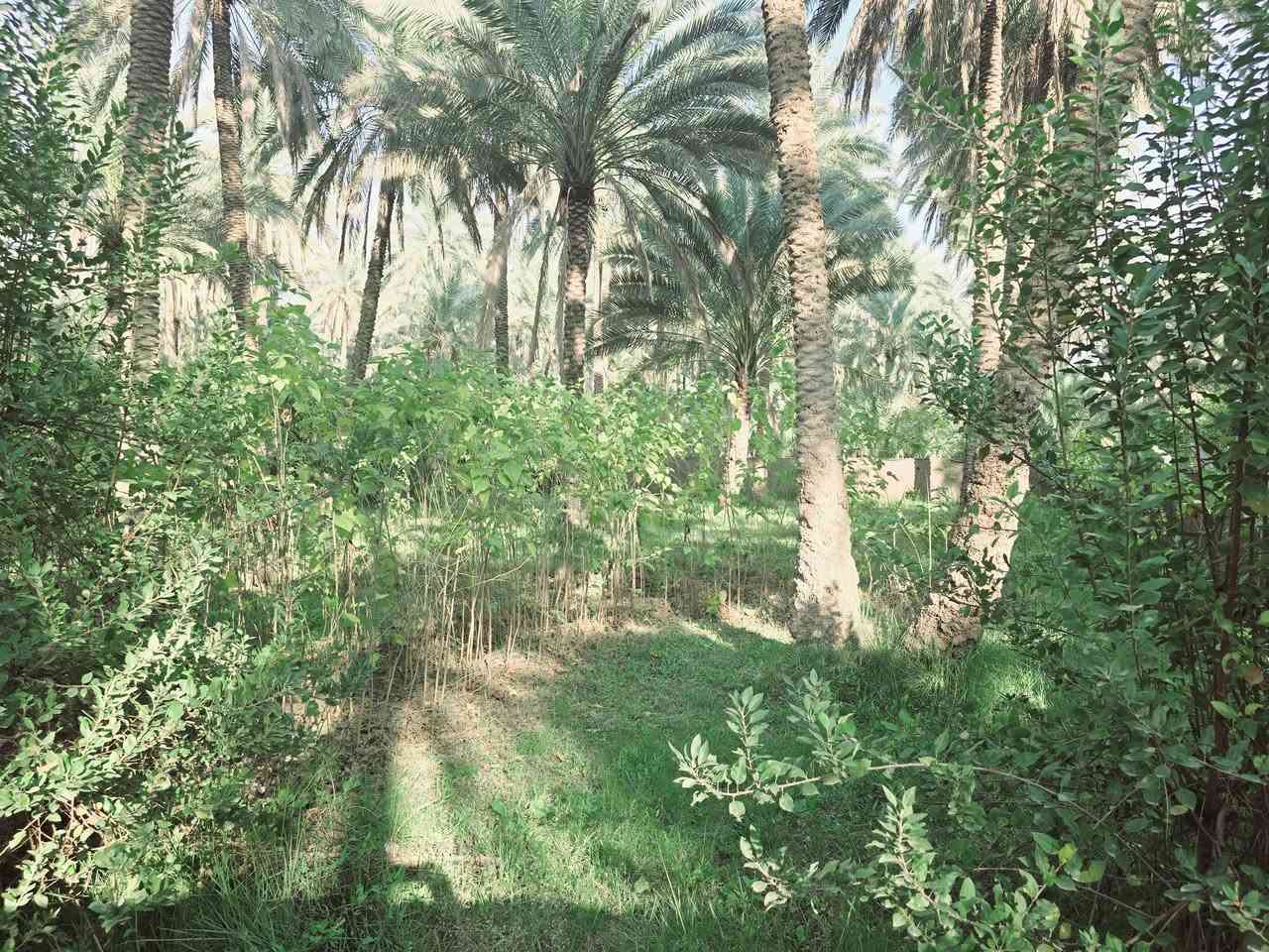 بيع مسسسستعجل  بالعافية عل ياخذها 

أخوان الي مايعرف اسعار المنطقة لايحكم من يمة يجي ويشوف بنفسه واكو مشترين بنفس المنطقه تروح وتسأل وشوف الاسعار شرط جوه السوك 

السعر جوه السوك  للبيع دونم اله ربع المساحة بالامتار 1875 م 

جنس العقار طابو زراعي سند 25 تحويل سهم مباشر بأسم المشتري 

#السعر_النهائي_بدون_اي_تفاوض_155_مليون 

منطقة هادئه جدا تجي وشوف بنفسك 

تتوفر كافة الخدمات كهرباء مولد مي اساله مي سقي سيح 

العنوان كربلاء الحسينية قرب جسر 🌉 الإبراهيمية 

تبعد عن شارع الحسينية 1000 متر فقط وعن جسر 🌉 الابراهيمية 1500 متر  وعن سوق العطيشي 2 كيلو او اقل 

وعن مركز المدينة 15 كيلو 

منطقة سكنية عرض الشارع النازل عل بستان 7 متر 

وعرض شارع الخاص بالبستان 4 متر 

النزله شارع سبيسسس 

#السعر_النهائي_    155 مليون 

اي استفسار اتصلوا بالأرقام التالية 

(  ***********  )(  ***********  )

او مراجعة مكتب 🏢 مكتب النافعي للعقارات كربلاء  النافعي للعقارات -كربلاء  عنوان المكتب شارع الحسينية قرب جسر 🌉 الإبراهيمية 
مقابل شارع عون النافعي للعقارات -كربلاء #اشاره #الاصدقاء #بغدادبصرةكوت @أبرز المعجبين   ( *********** )
