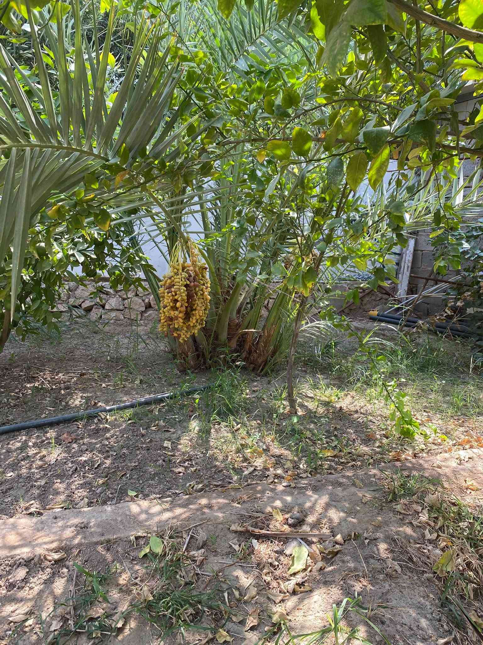 � للبيع نخيل تمر — نوعيات مميزة

متوفر نخيل من النوعيات:
🌴 برحي
🌴 مكتومي
🌴 معموري

نخيل مرتب ومناسب للزراعة، واللي يريد يشوفهن على الطبيعة حياكم الله.

📍 المكان: الأنبار – هيت
📞 للاستفسار والسعر، مراسلة خاص.
***********
البيع للجادين، والرزق على الله
