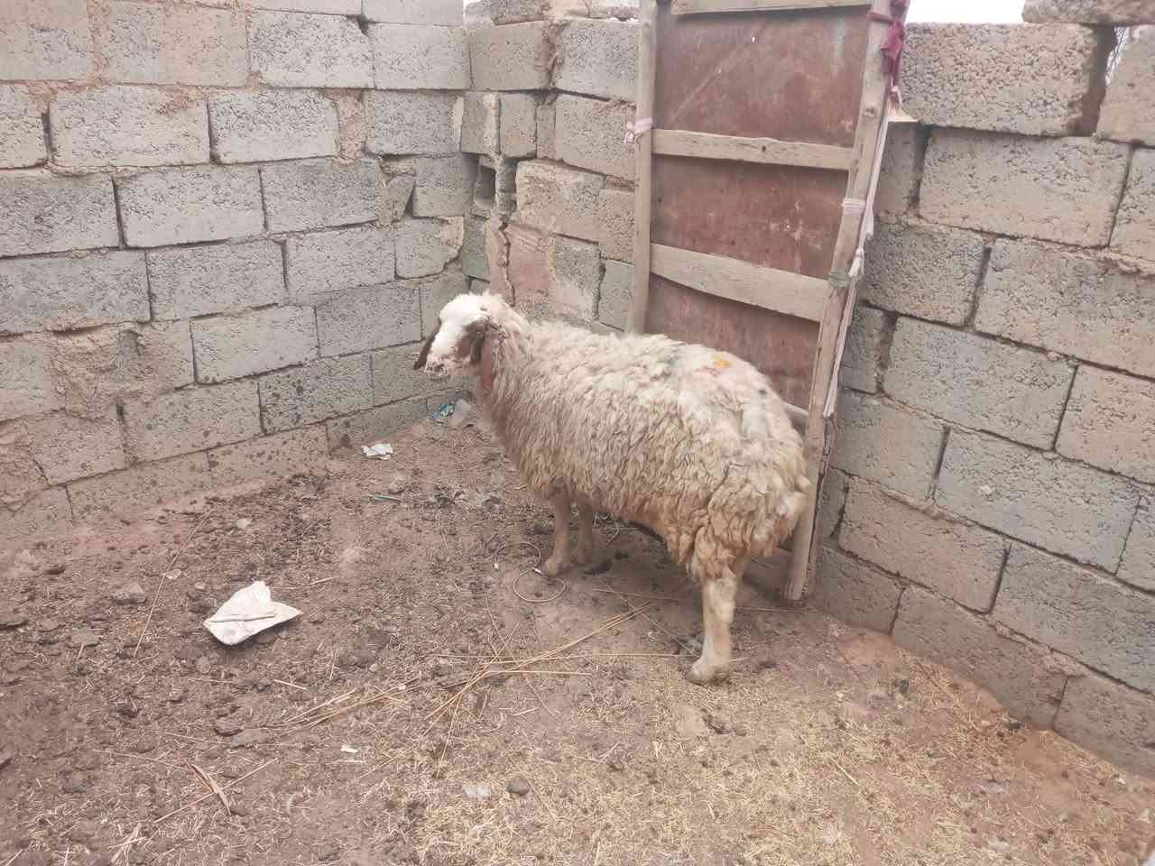 نعجة • لحم • فتية