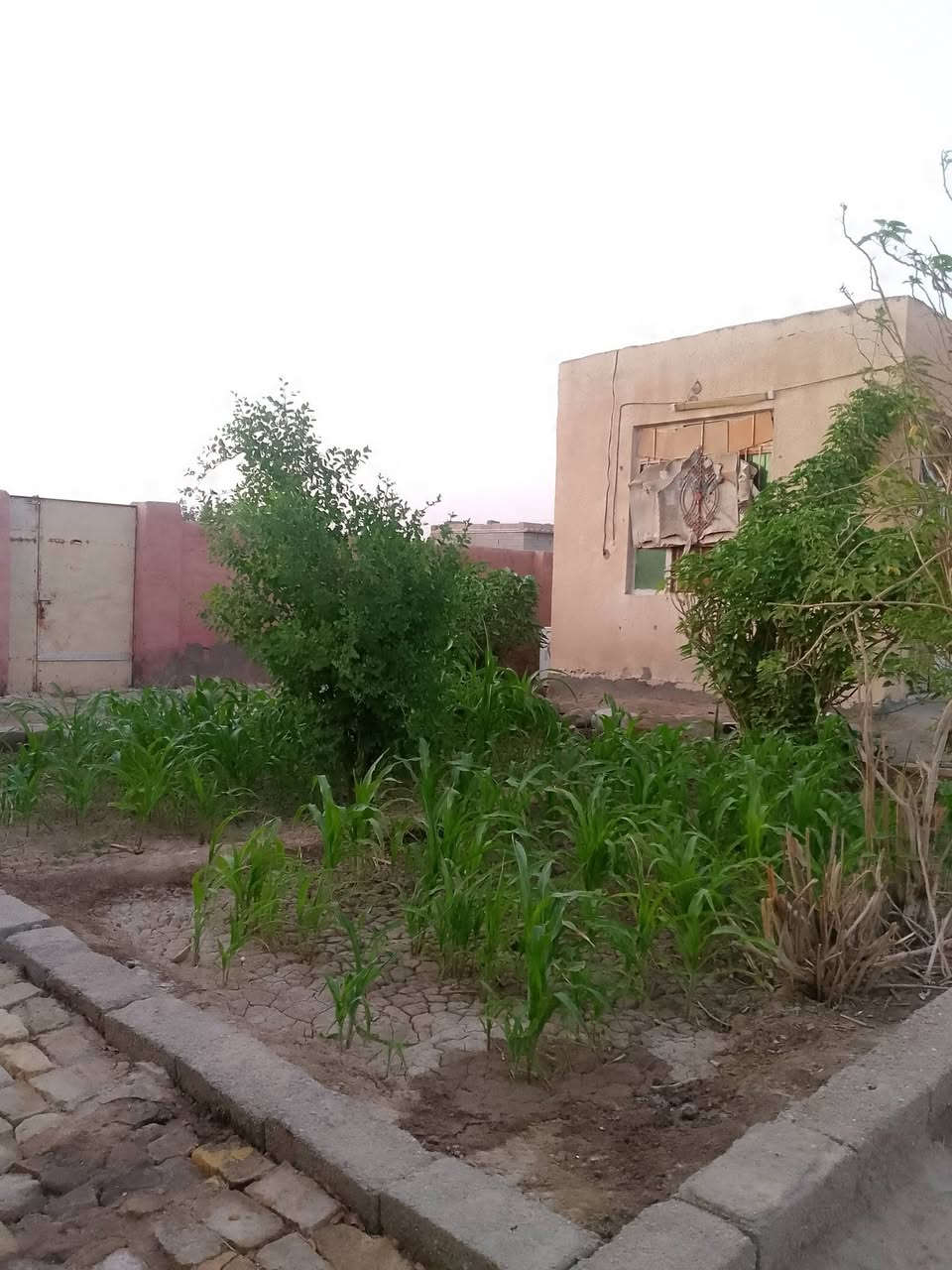 الاستفسارا ***********

نص مكتوب في الصور:
- سلام عليكم، بيت للبيع فرصة ذهبية عرض مميز: بيت مع قطعة أرض واسعة للبيع في ميسان مواصفات العقار: مساحة البيت: 650 متر مربع مساحة القطعة المجاورة: 1250 متر مربع مرافق البيت: - استقبال - صالة - غرفتين (عدد 2) - مطبخ - حمام داخلي - صحيات خارجية (عدد 1) المميزات: - متوفر ماء وكهرباء - تبليط كامل للمنطقة - موقع استراتيجي (الشارع العام يبعد 55 متر فقط) الموقع: - ميسان - قضاء قلعة صالح - (القرية السليمانية) - على الشارع السريع (بصرة - عمارة) للمزيد من المعلومات والاستفسار، يرجى الاتصال: *********** اغتنم الفرصة الآن!