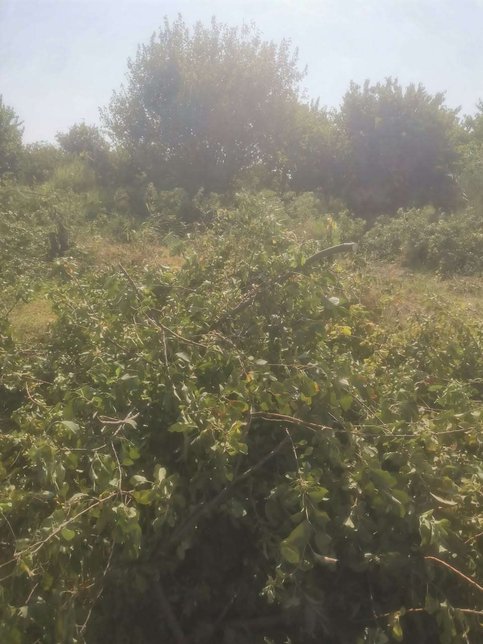 السلام عليكم حطب ناعم ابلاش بيه اکثر من 20 حمل الي يريد يجي يحمل وياخذ ابلاش
***********
