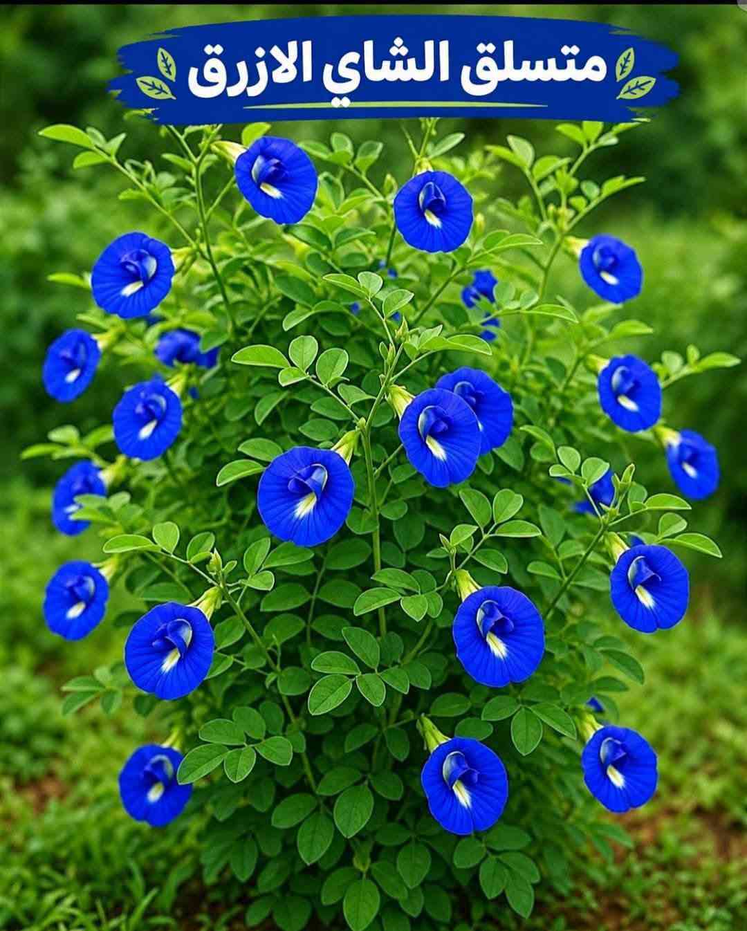 السلام عليكم متابعينا🤍.
🌿🌸 خلّوا الجمال يبدأ من حديقتكم 🌸🌿
إذا تحبون تضيفون لمسة مميزة لبيتكم أو حديقتكم، وفرنا لكم تشكيلة جميلة ومتنوعة من أشجار وشتلات الزينة 🌳🌱
أصناف مختلفة، ألوان جميلة، وأزهار تضيف للمكان حيوية وأناقة وتخليه أكثر جمالاً وتميزاً 💚
🌱 شتلات قوية وسليمة
🌸 تشكيلة متنوعة من أشجار الزينة
🌿 مناسبة للحدائق والبيوت والمساحات الخارجية
✨ اختيارات تناسب مختلف الأذواق
اختاروا النباتات اللي تحبوها، وخلّوا مساحتكم الخضراء أجمل يوم بعد يوم 💜
📍متوفر توصيل لجميع محافظات العراق🚗🚗
📍 للحجز والاستفسار مراسله الصفحه او مراسلتنا على واتساب من خلال الرقم: ***********

نص مكتوب في الصور:
- متسلق ياسمين هندي احمر
- شجرة انتكوميا برتقالي محمر
- شجرة بونسيانا حمراء
- شجرة اكاسيا حمراء
- متسلق ياسمين ازرق
- جاتروفا
- نبات المطاط
- وردة القهوة بنفستجي
- متسلق الشاي الازرق